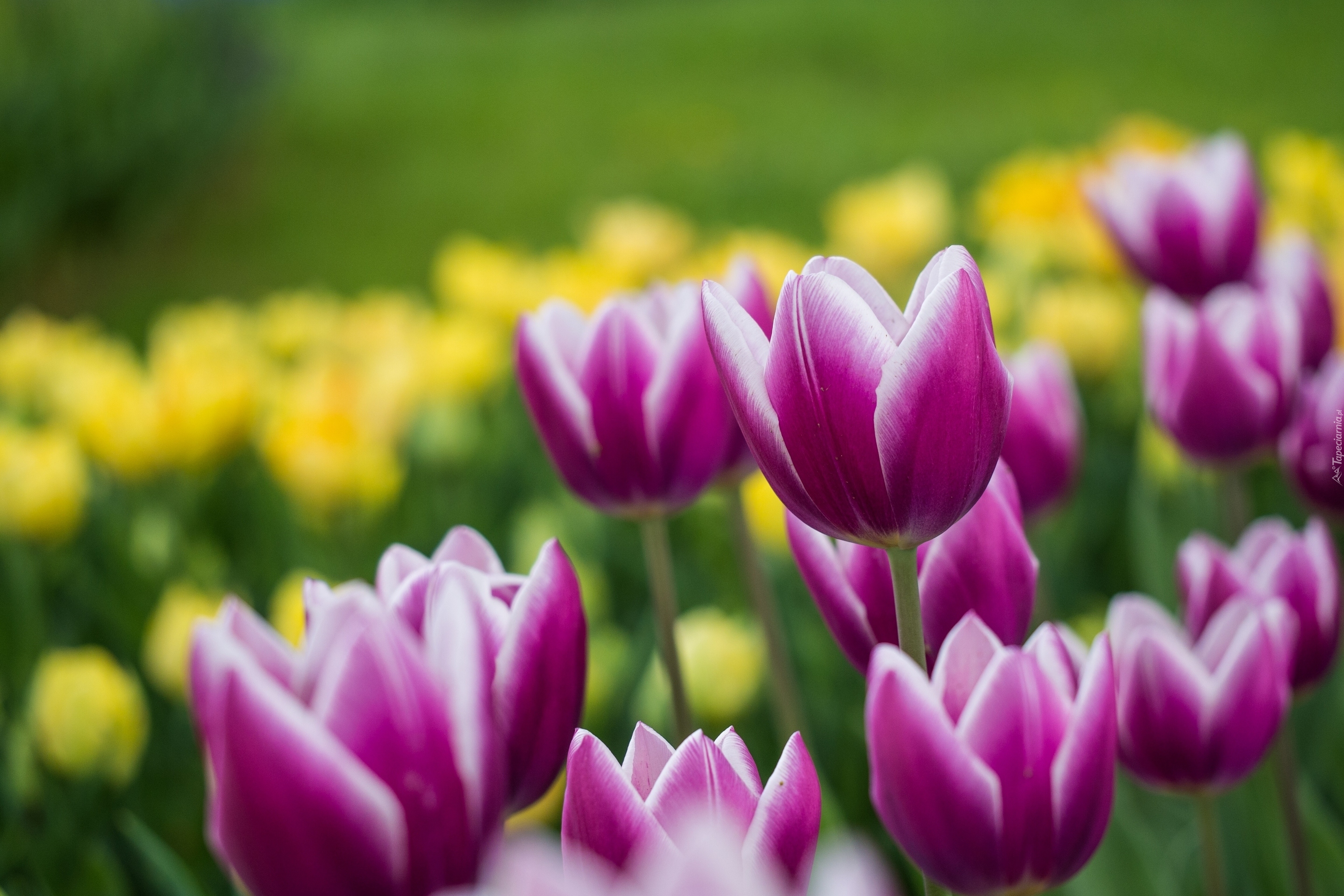 Kwiaty, Rozwinięte, Tulipany