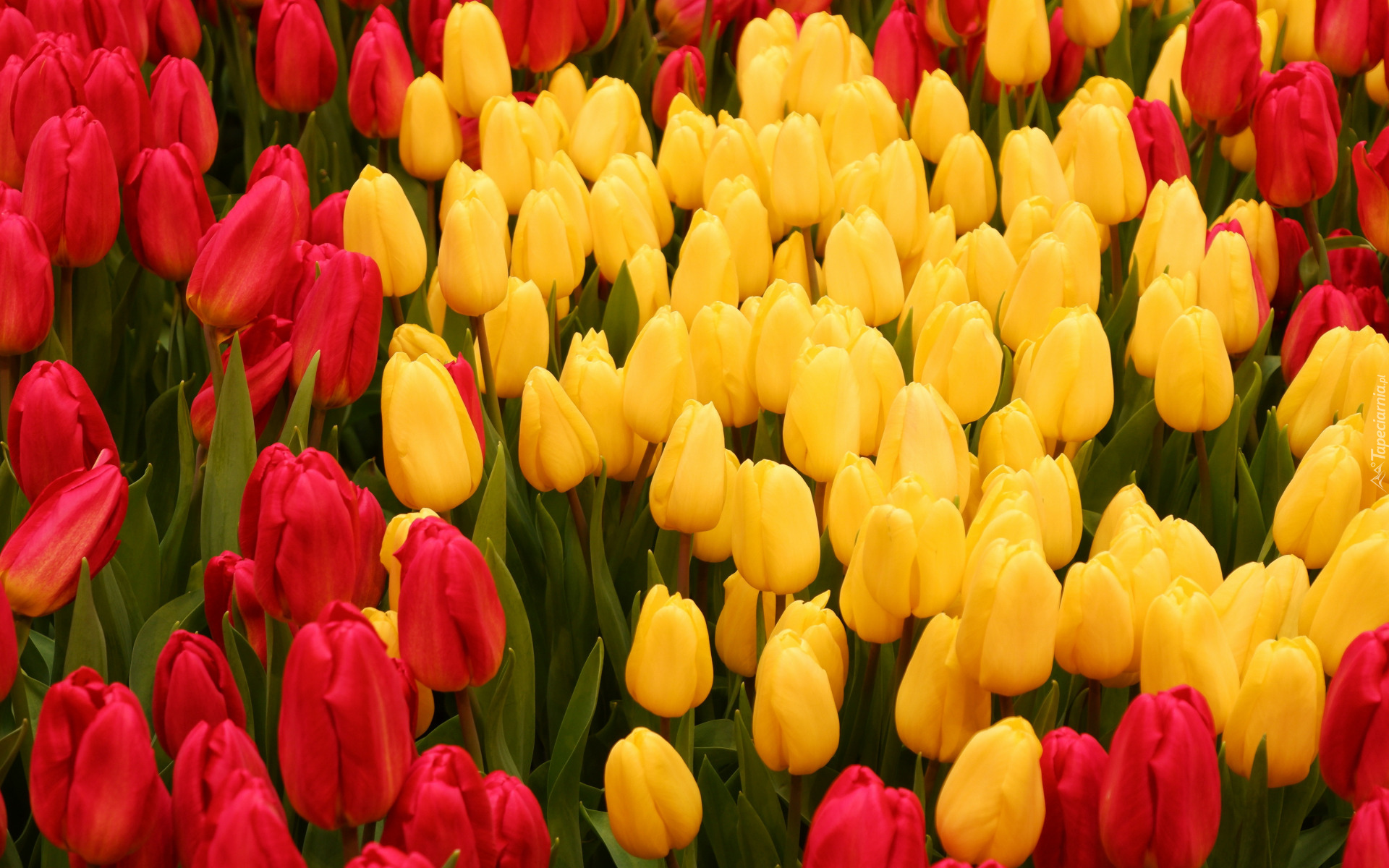 Kwiaty, Czerwone, Żółte, Tulipany