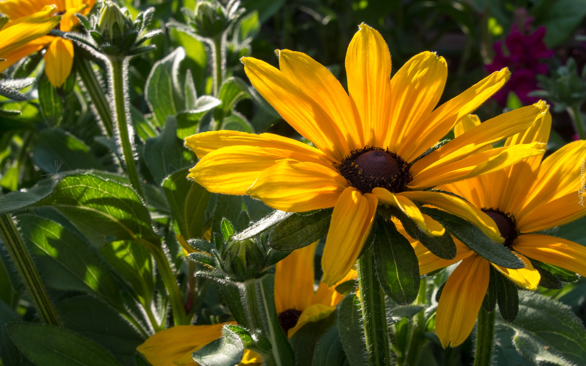 Kwiaty, Żółte, Rudbekia, Kwitnące