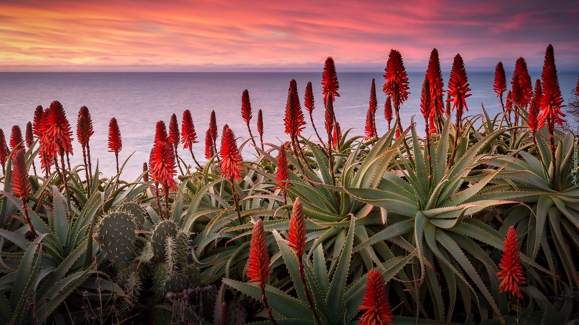 Kwitnący, Aloes, Morze, Zachód słońca