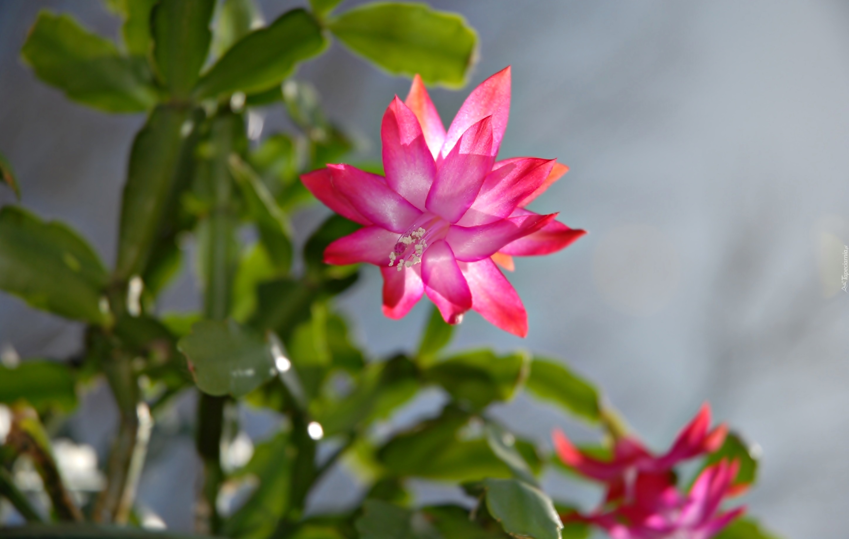 Szlumbergera, Grudnik, Kwiaty