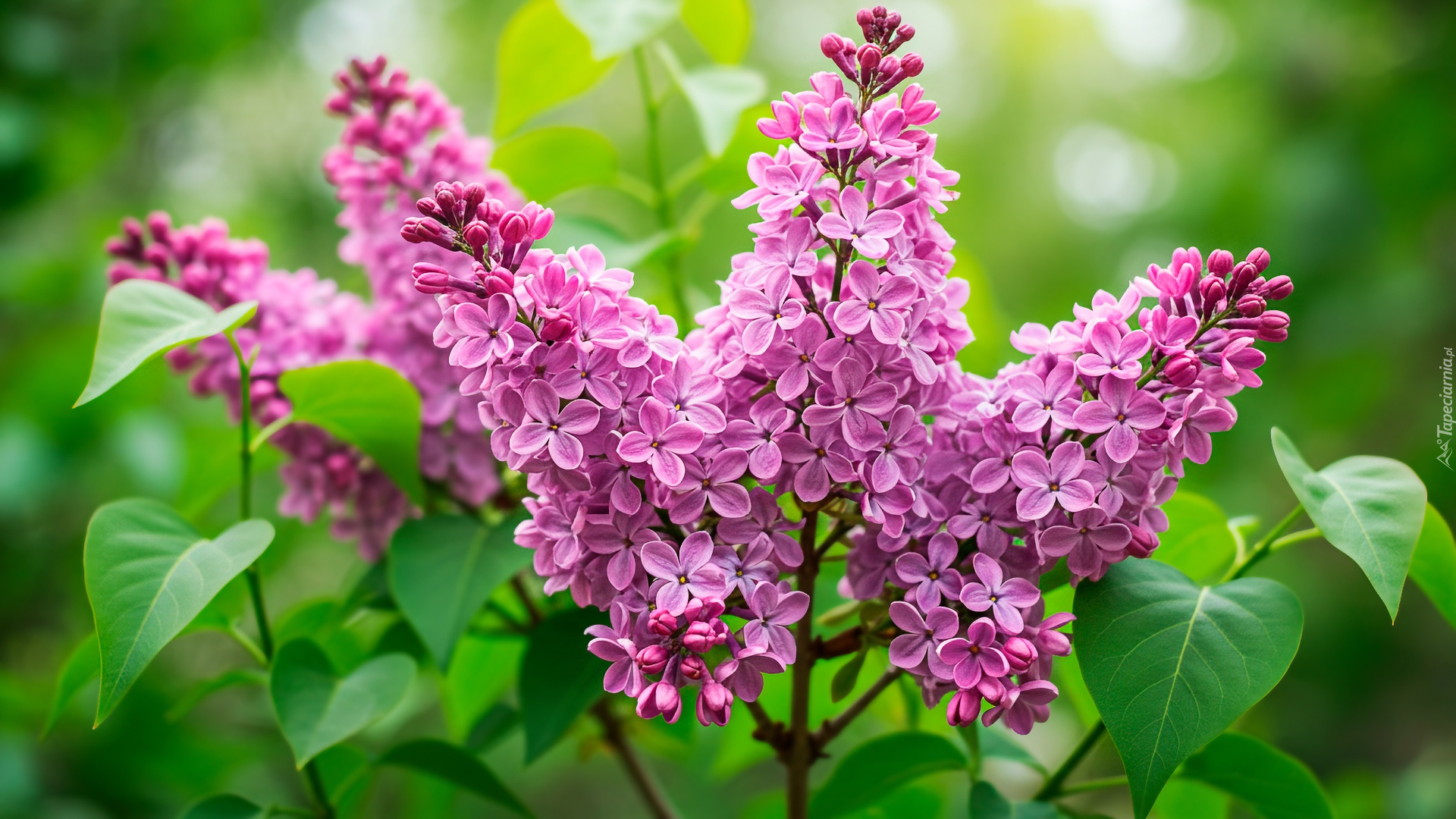 Jasnofioletowy, Kwitnący, Bez, Lilak, Liście