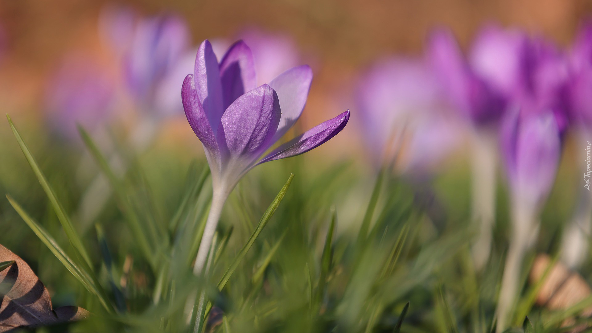 Kwiaty, Krokusy, Trawa, Jasnofioletowy, Krokus