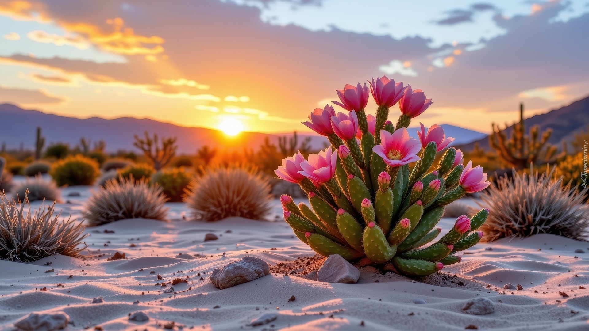 Zachód słońca, Piasek, Kwitnący, Kaktus, Różowe, Kwiaty, Kępki, Roślin