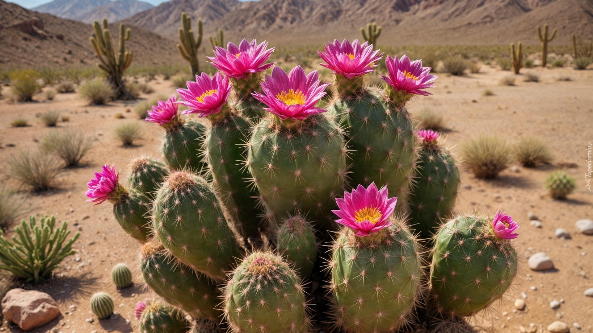 Różowe, Kwiaty, Kaktusy