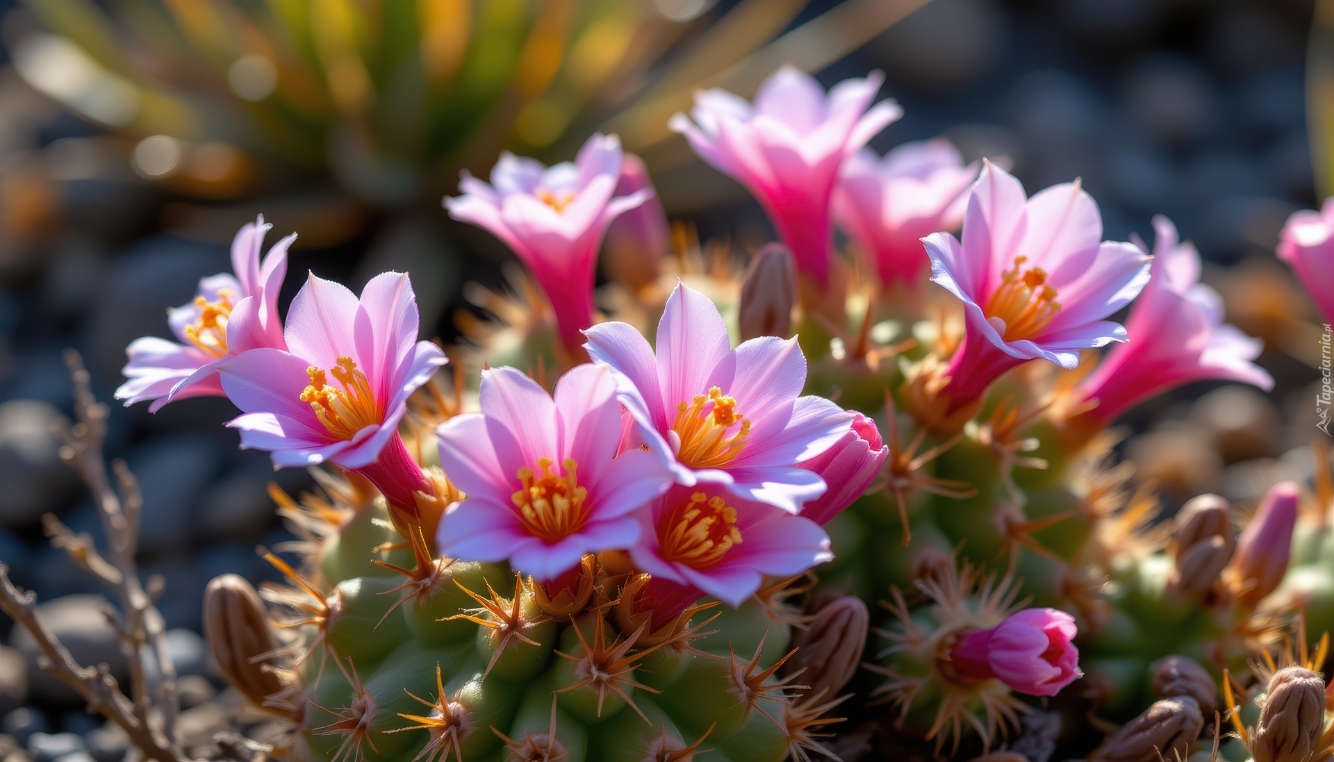 Kaktus, Kwitnący, Różowe, Kwiaty