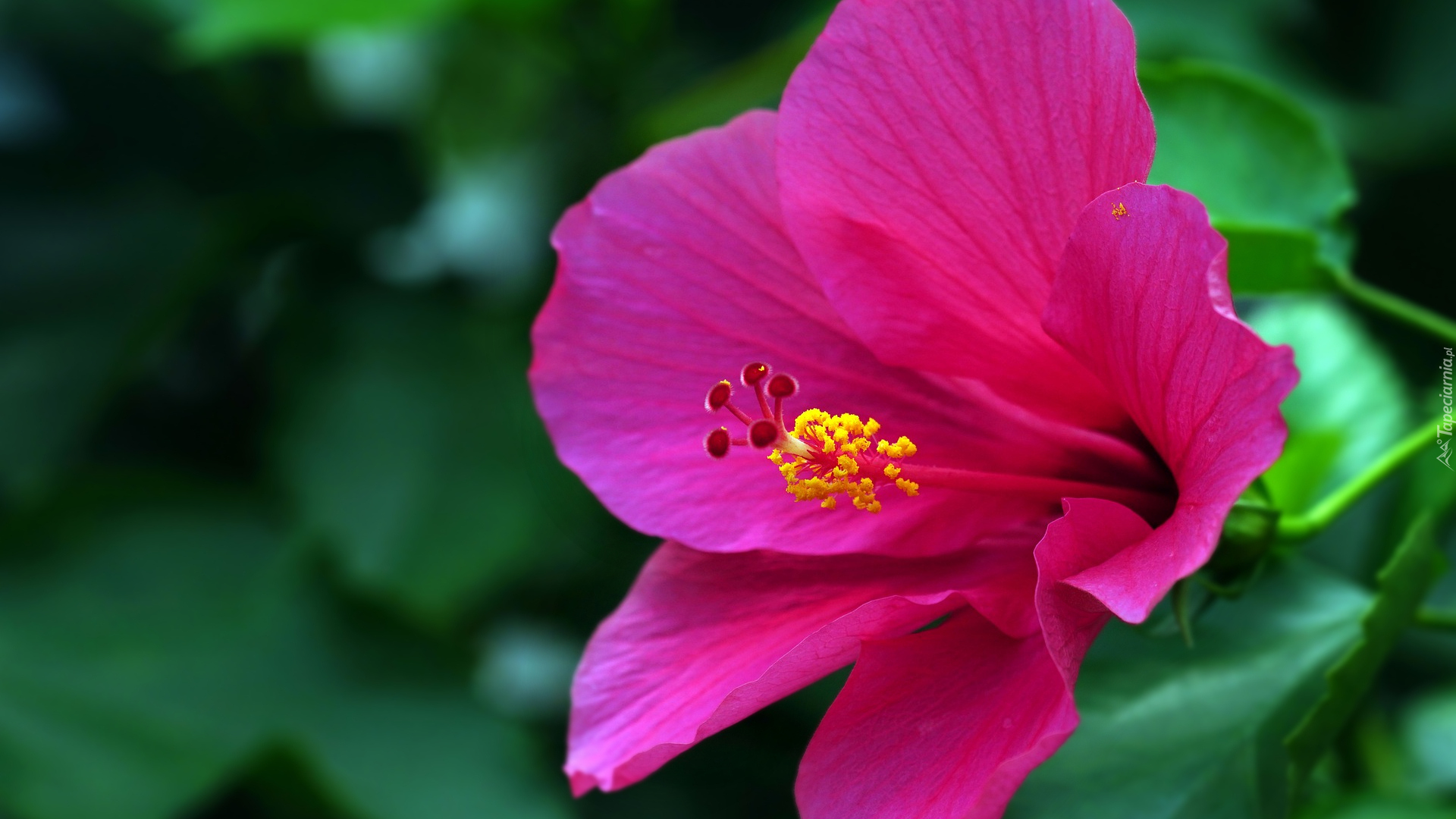 Kwitnący, Hibiskus