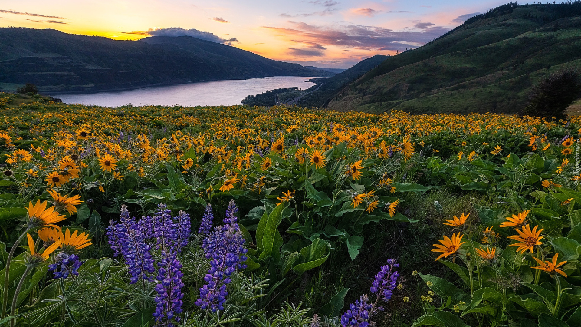 Rezerwat przyrody Columbia River Gorge, Góry Kaskadowe, Rzeka Kolumbia, Żółte, Kwiaty, Balsamorhiza, Fioletowy, Łubin, Łąka, Stan Waszyngton, Stany Zjednoczone