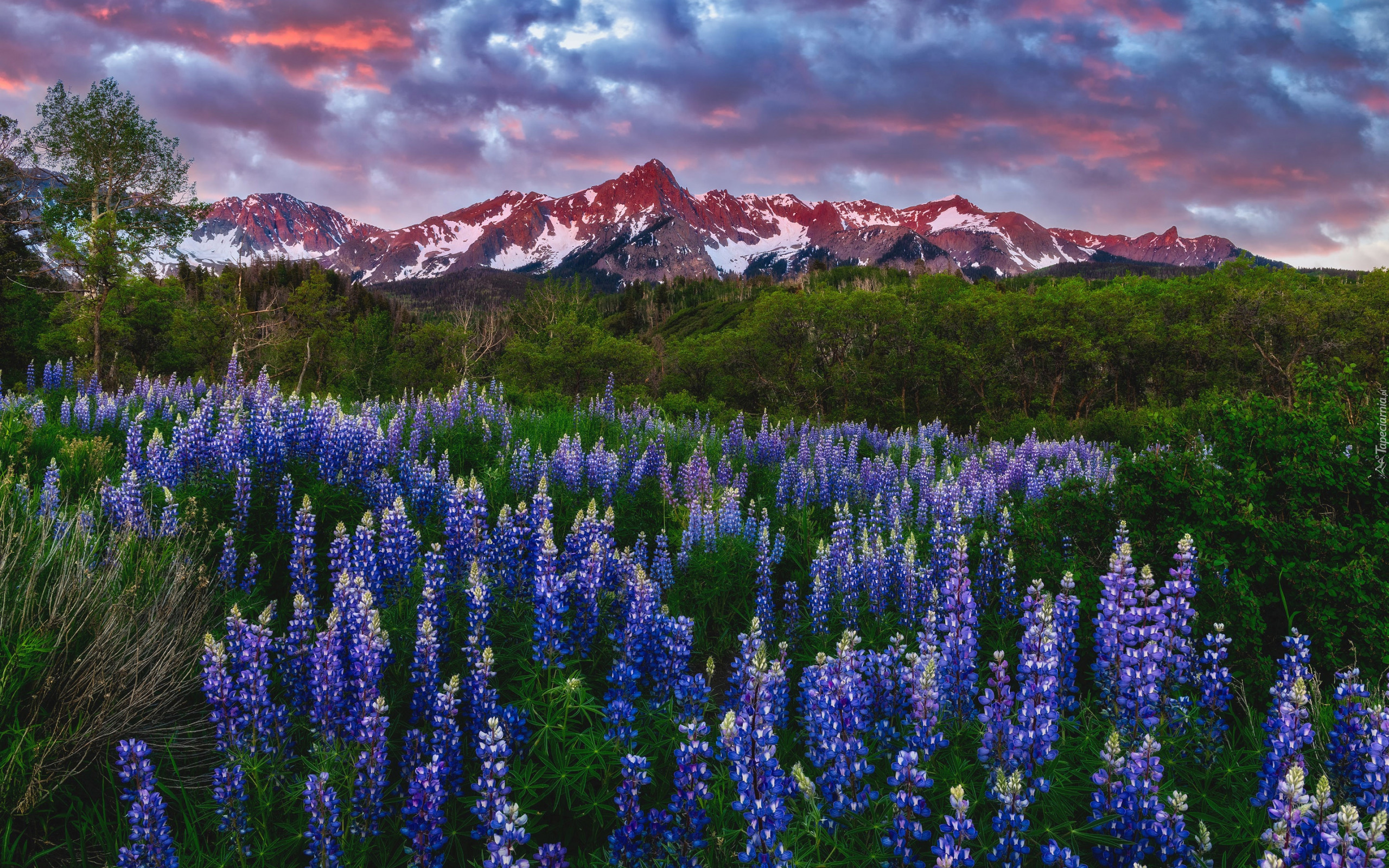 Stany Zjednoczone, Kolorado, San Juan Mountains, Mount Sneffels, Góry, Polana, Kwiaty, Łubin, Drzewa, Zieleń, Chmury, Zachód słońca