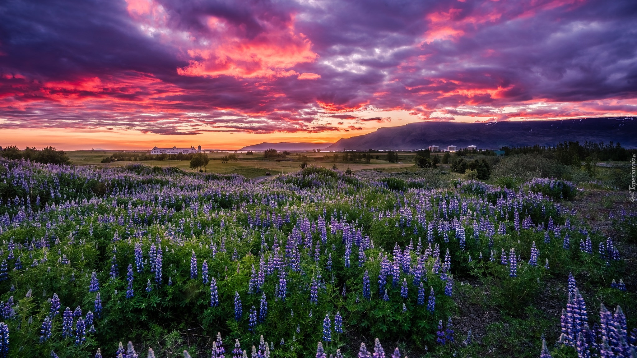 Łubin, Łąka, Zachód słońca, Góry Esja, Rejkiawik, Islandia