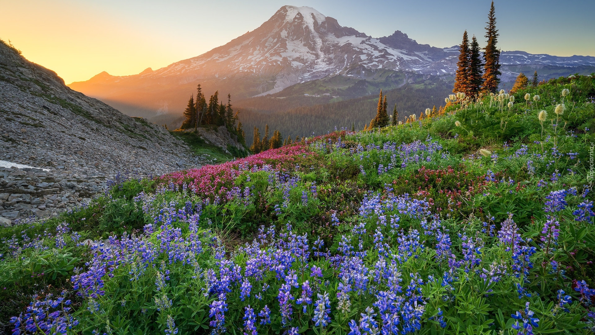 Park Narodowy Mount Rainier, Kwiaty, Łąka, Łubin, Promienie słońca, Góra, Szczyt Mount Rainier, Stan Waszyngton, Stany Zjednoczone