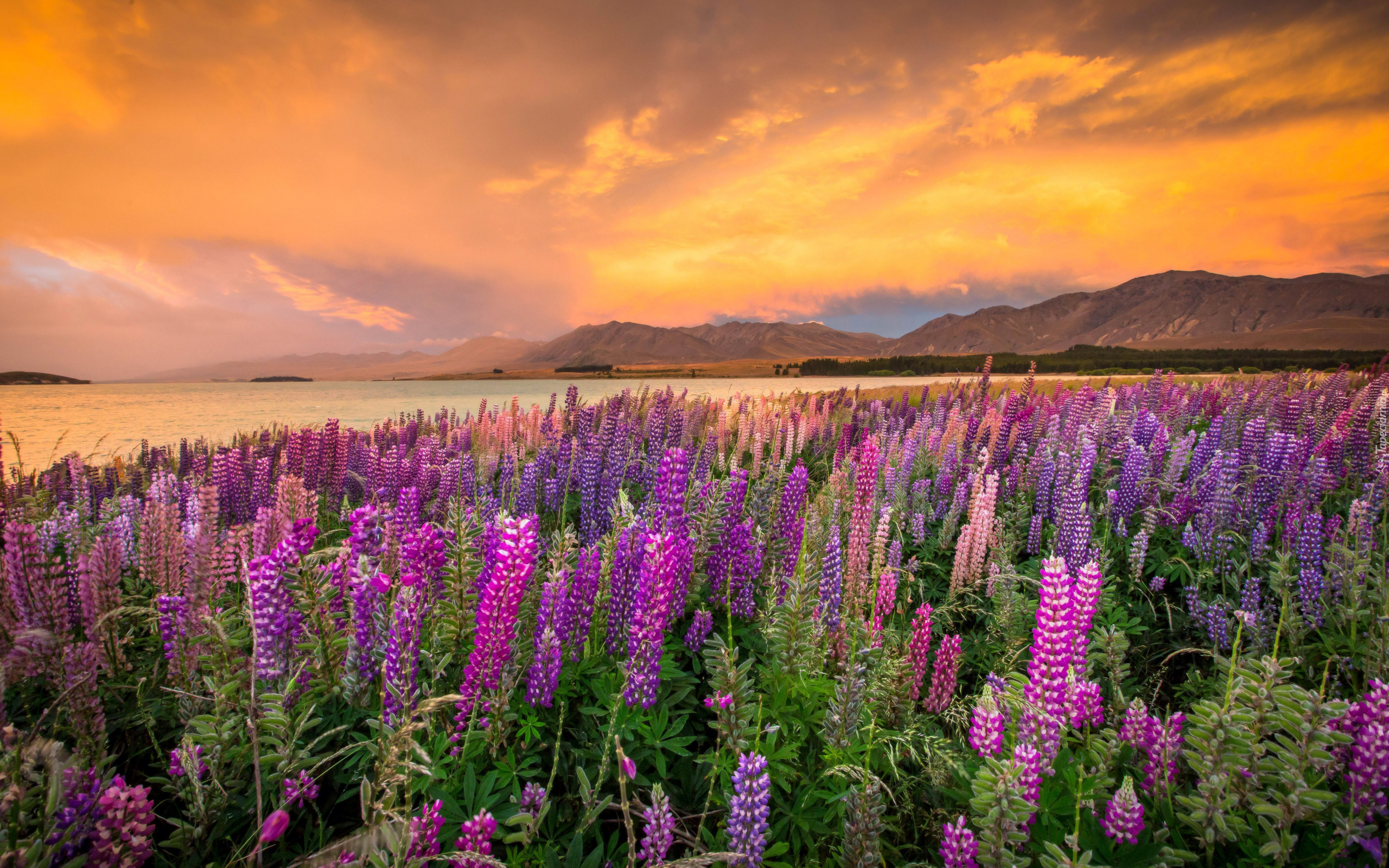 Nowa Zelandia, Góry, Zachód słońca, Jezioro Tekapo, Kwiaty, Łubin, Chmury