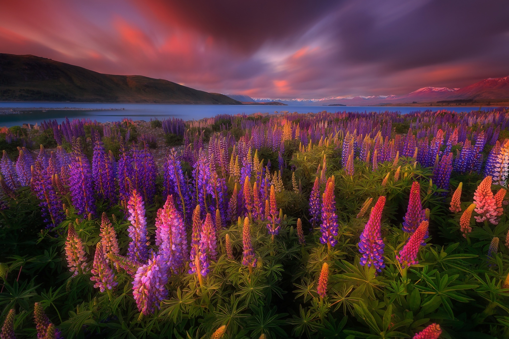 Nowa Zelandia, Jezioro Tekapo, Kwiaty, Łubin, Góry