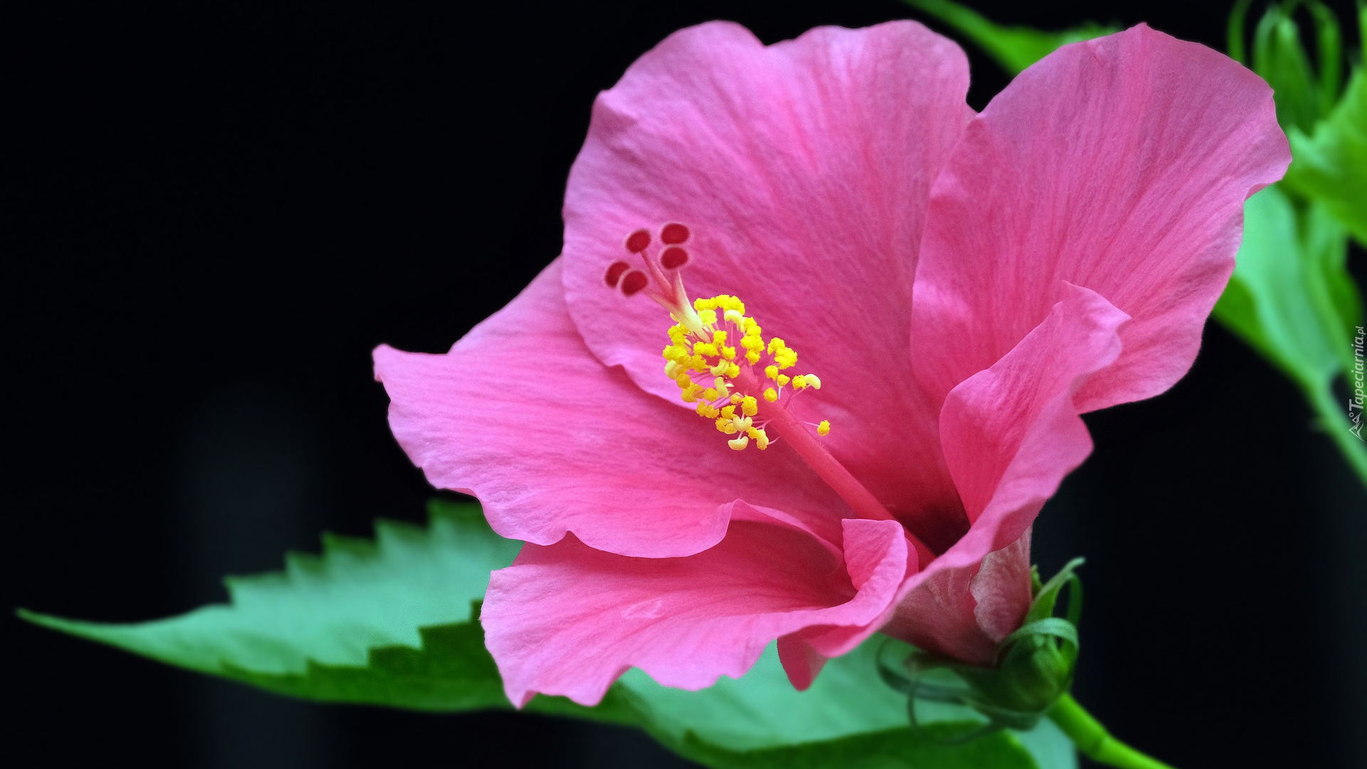 Kwitnący, Hibiskus