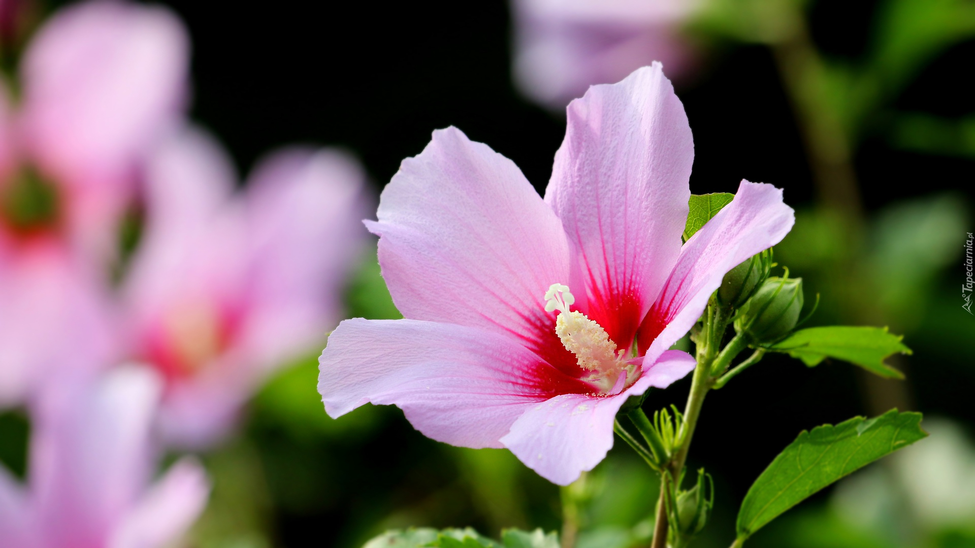 Różowy, Kwitnący, Hibiskus