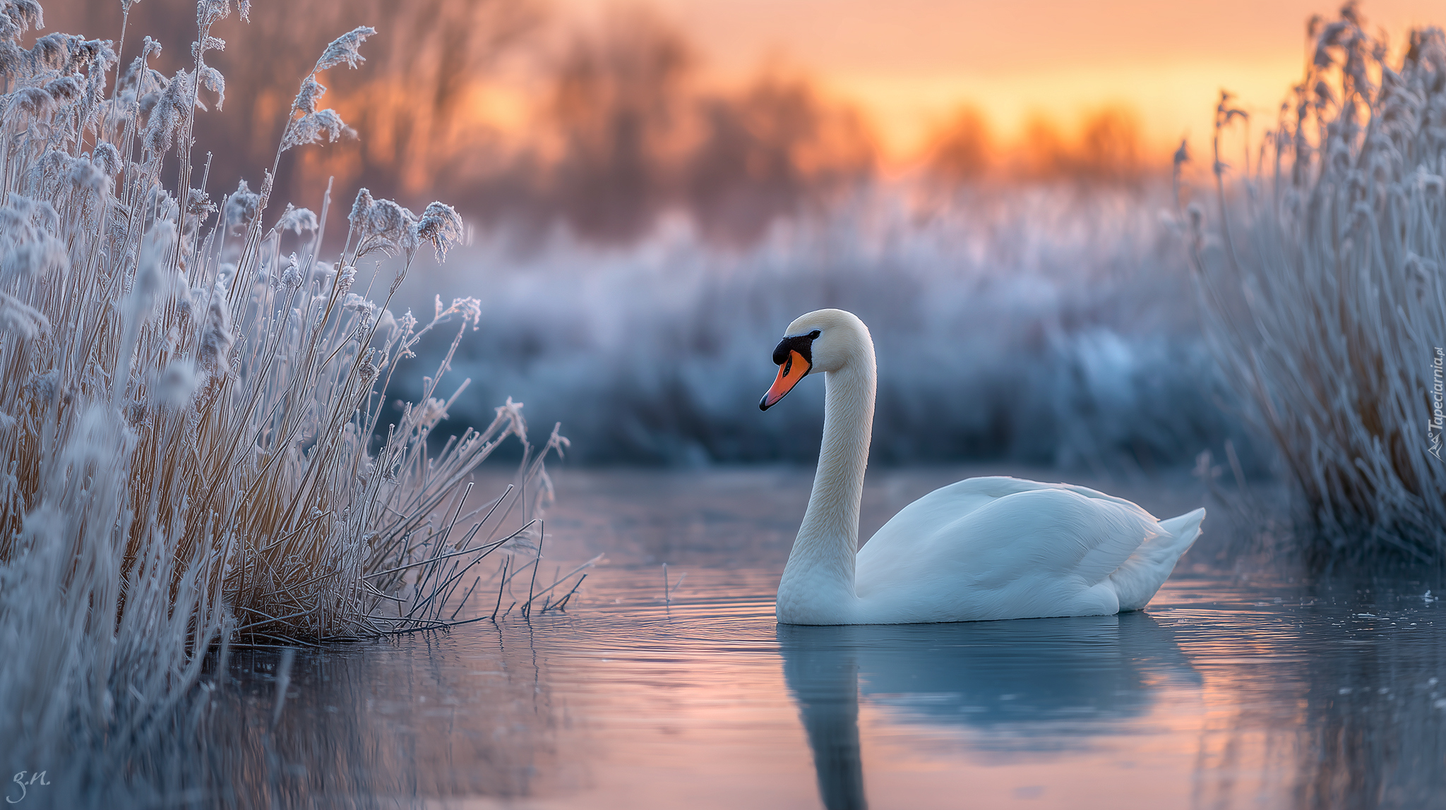 Łabędź, Woda, Zarośla, Zima, Grafika AI