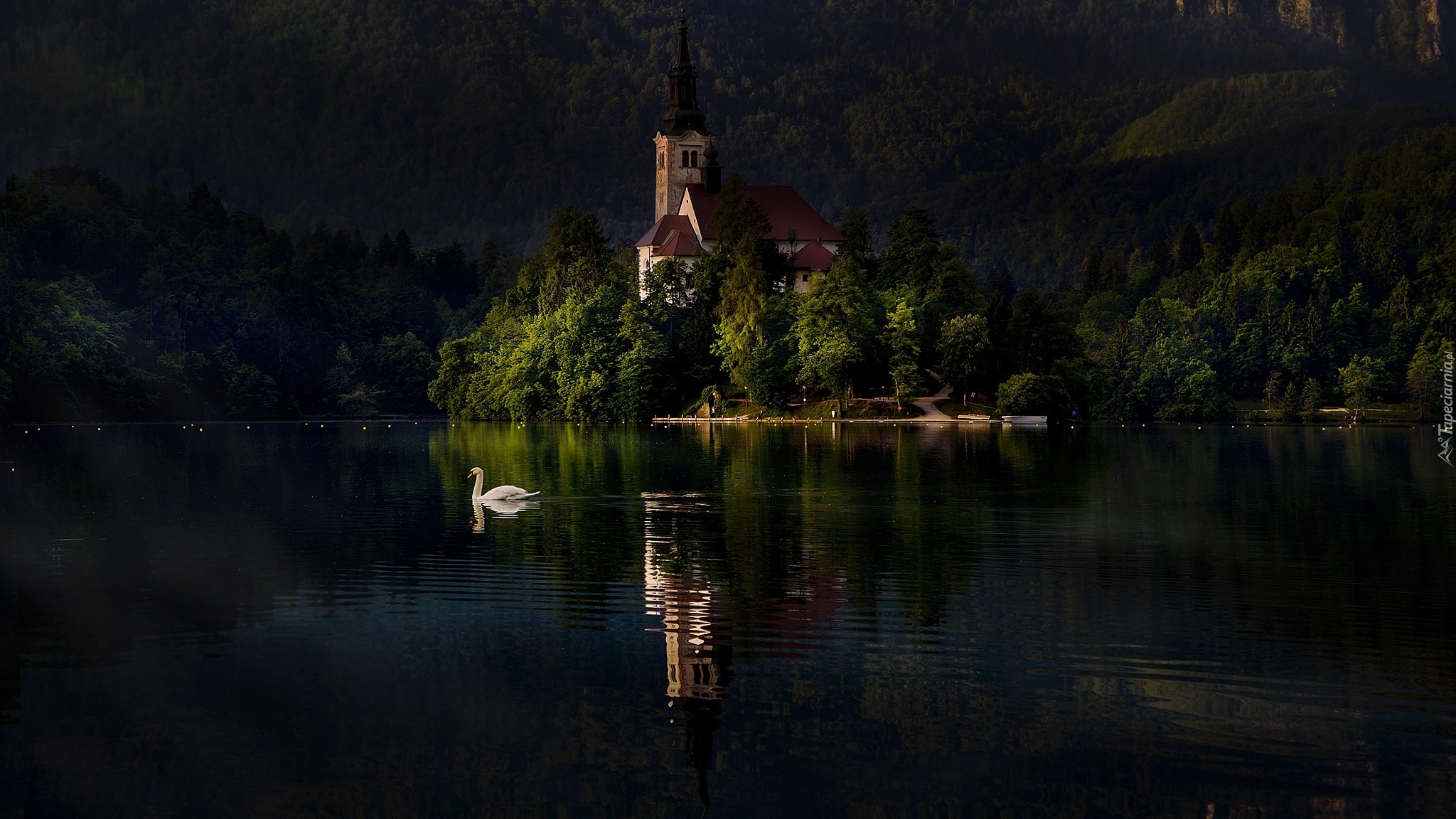 Słowenia, Jezioro Bled, Wyspa Blejski Otok, Kościół Zwiastowania Marii Panny, Wieczór, Łabędź