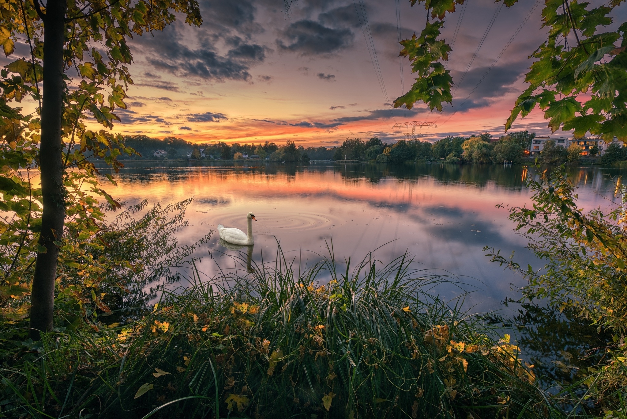 Park, Jezioro, Drzewa, Łabędź, Zachód słońca, Chmury