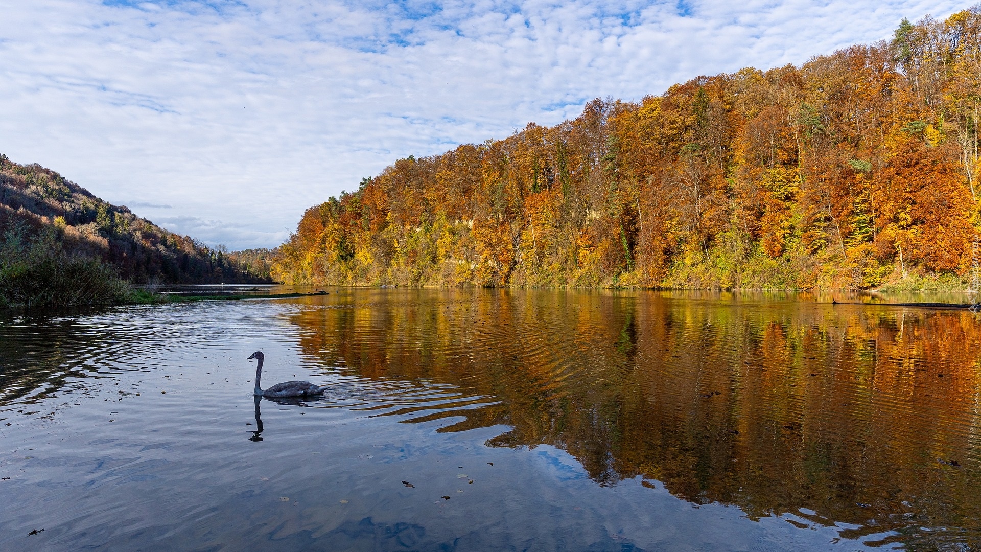 Jesień, Rzeka Ren, Łabędź, Las, Drzewa, Freienstein Teufen, Szwajcaria