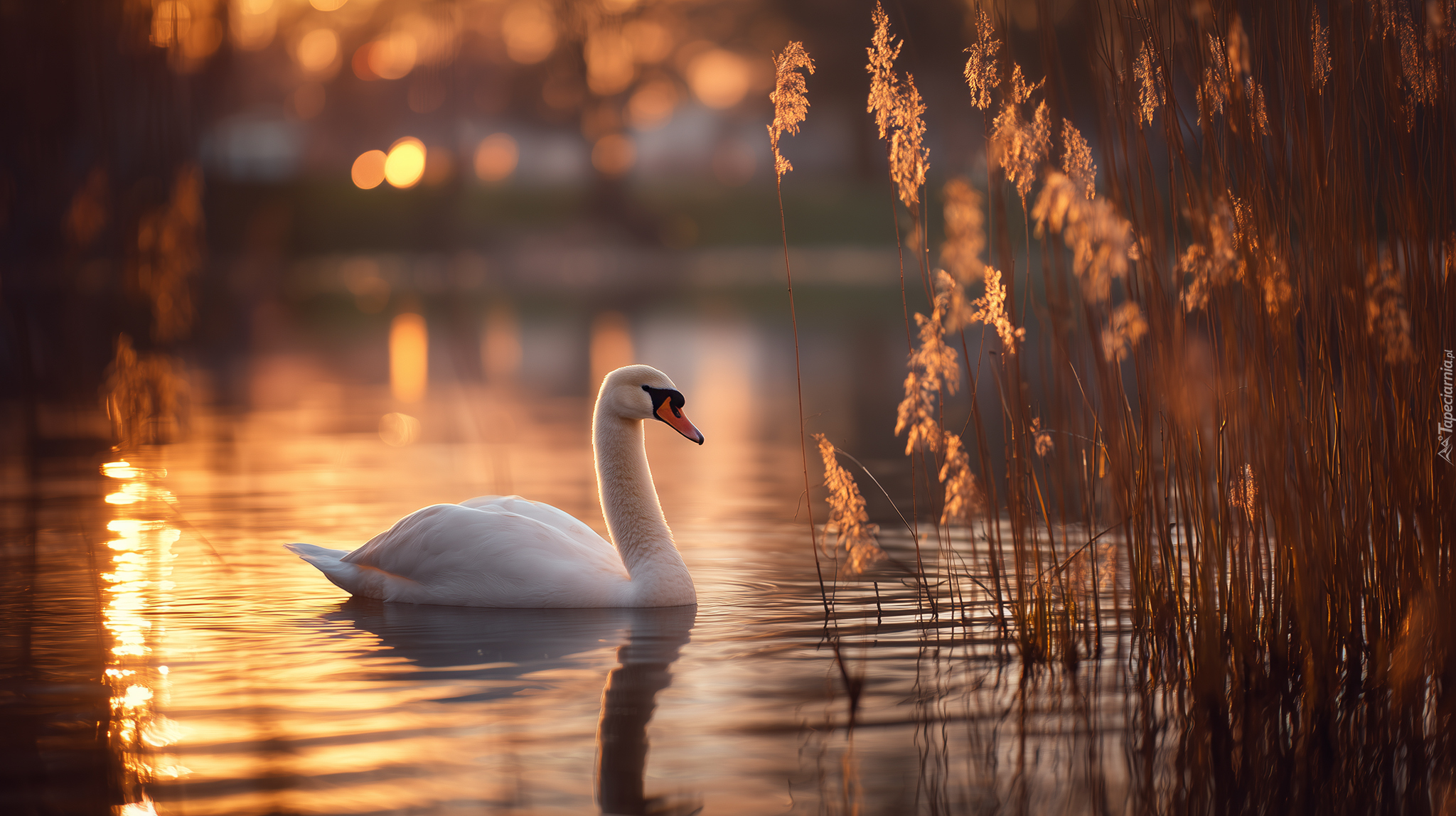 Łabędź, Szuwary, Woda, Grafika AI
