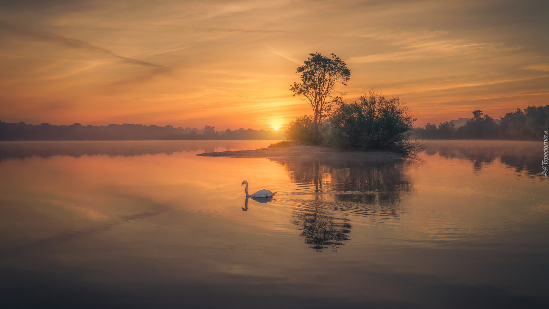 Jezioro, Mgła, Wschód słońca, Drzewa, Łabędź