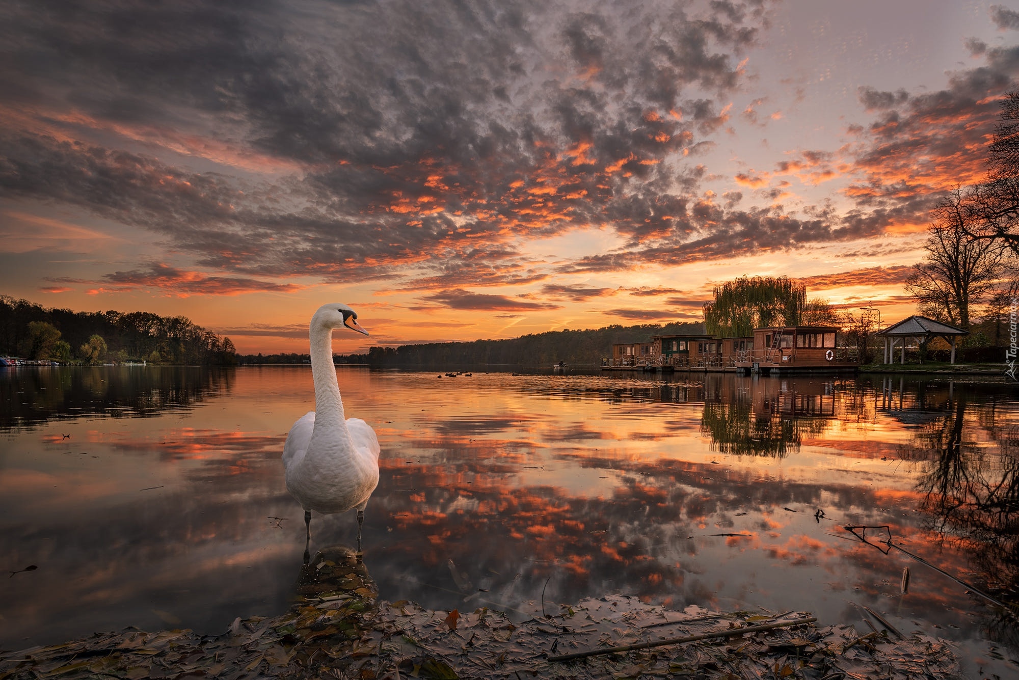 Łabędź, Jezioro, Domy, Zachód słońca