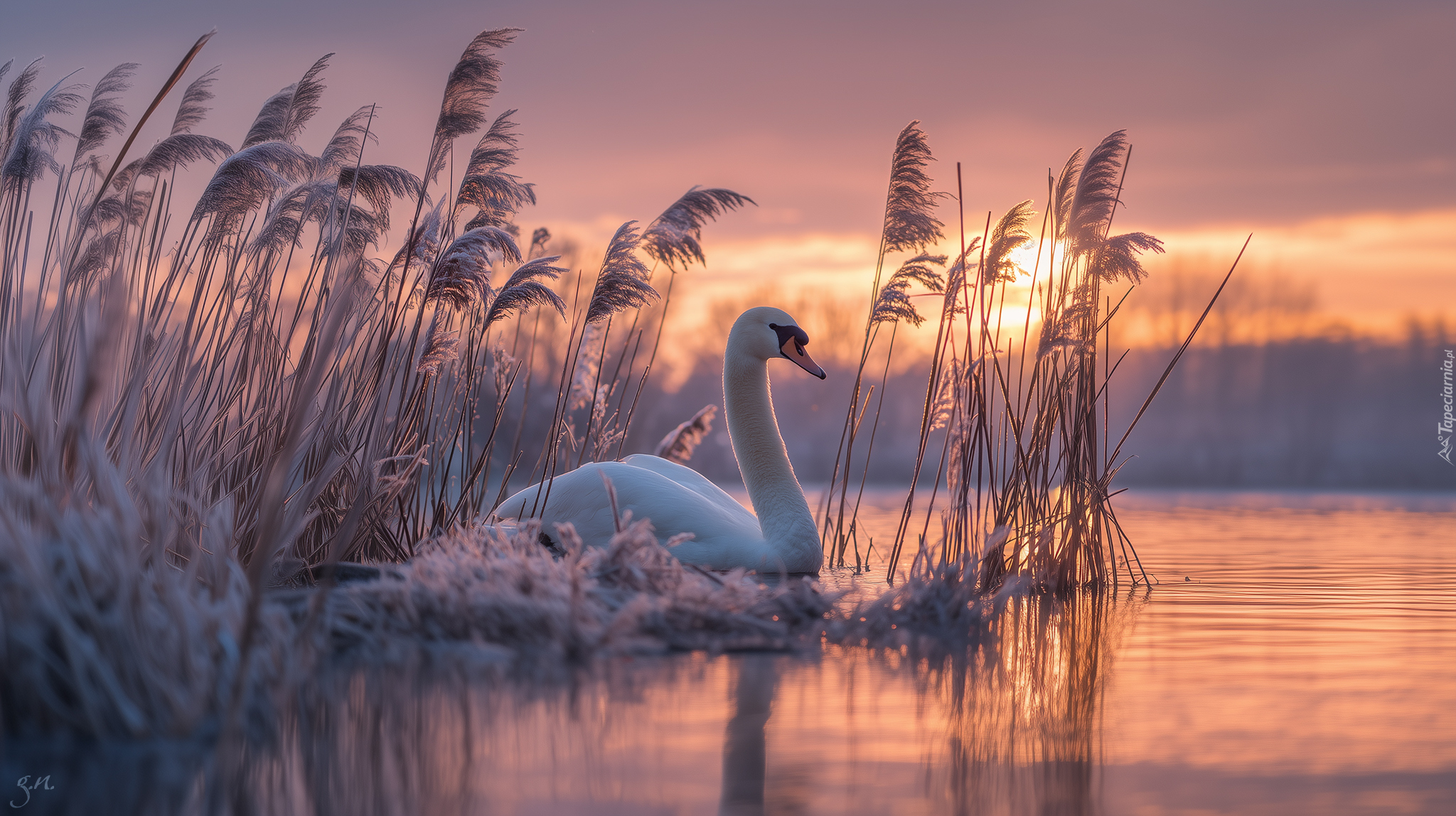 Łabędź, Oszronione, Zarośla, Jezioro, Grafika AI, Trawy