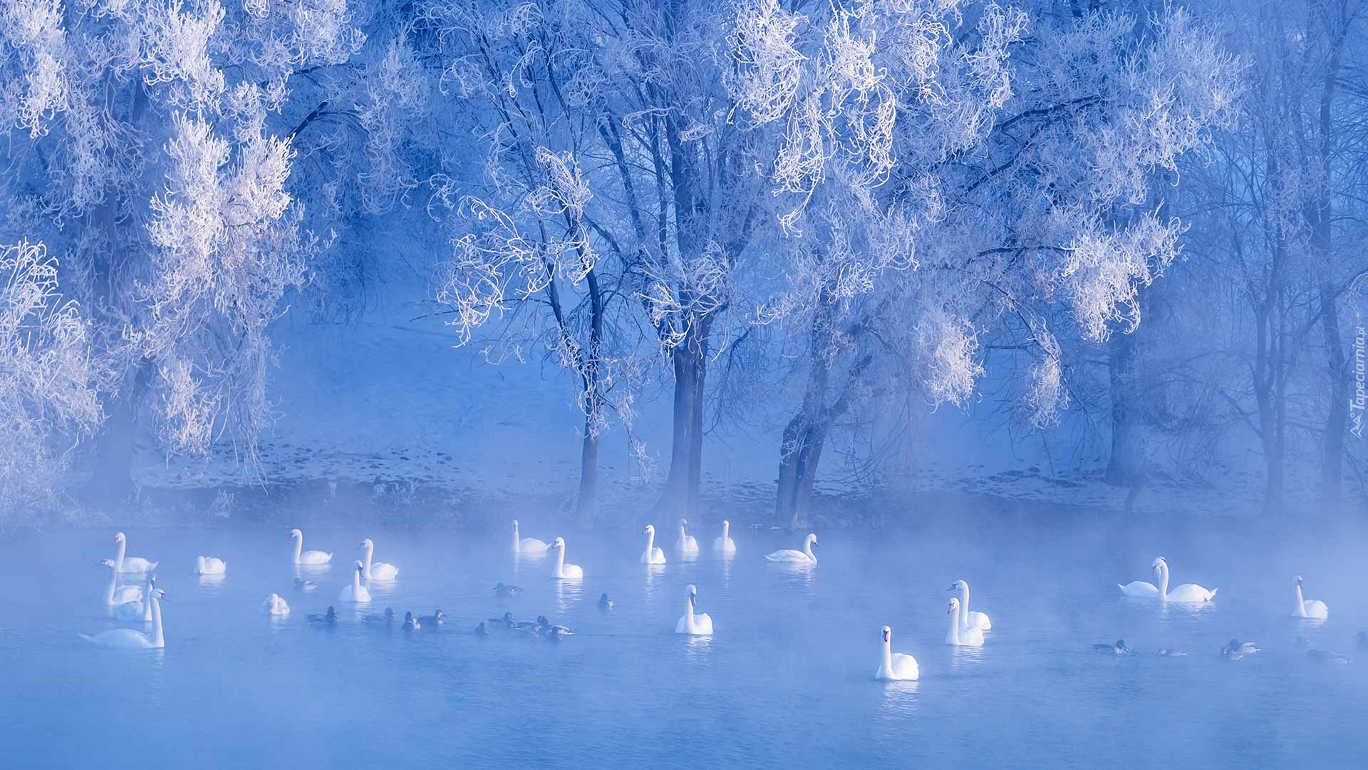 Zima, Jezioro, Mgła, Łabędzie, Kaczki, Oszronione, Drzewa