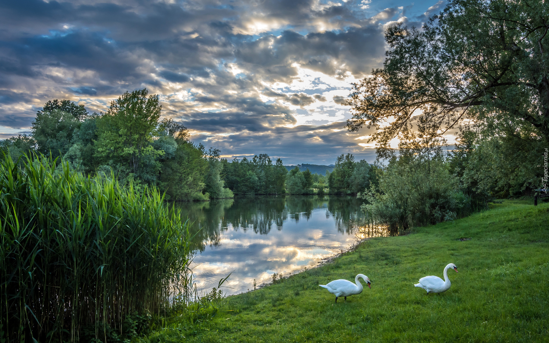 Jezioro, Drzewa, Trawy, Łabędzie