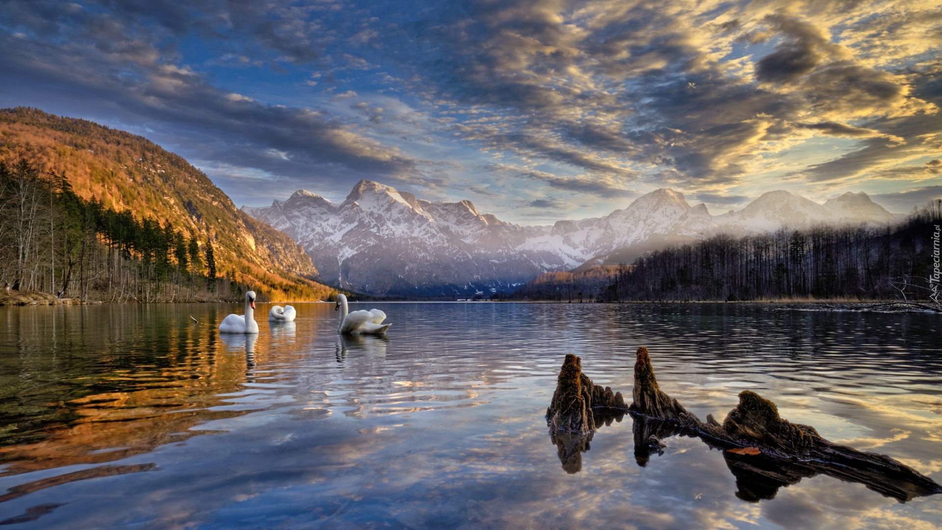 Austria, Góry, Alpy, Dolina Almtal, Jezioro Almsee, Łabędzie