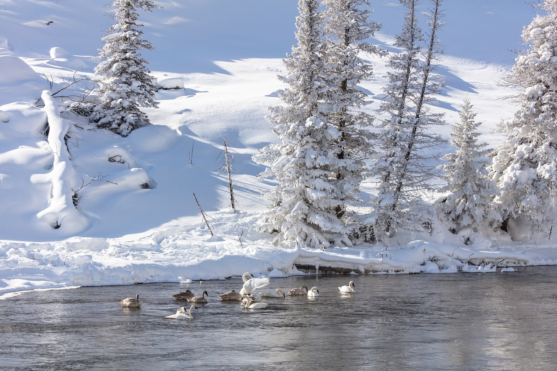 Stany Zjednoczone, Stan Wyoming, Park Narodowy Yellowstone, Rzeka Madison, Łabędzie, Łabędź trębacz, Zima, Drzewa