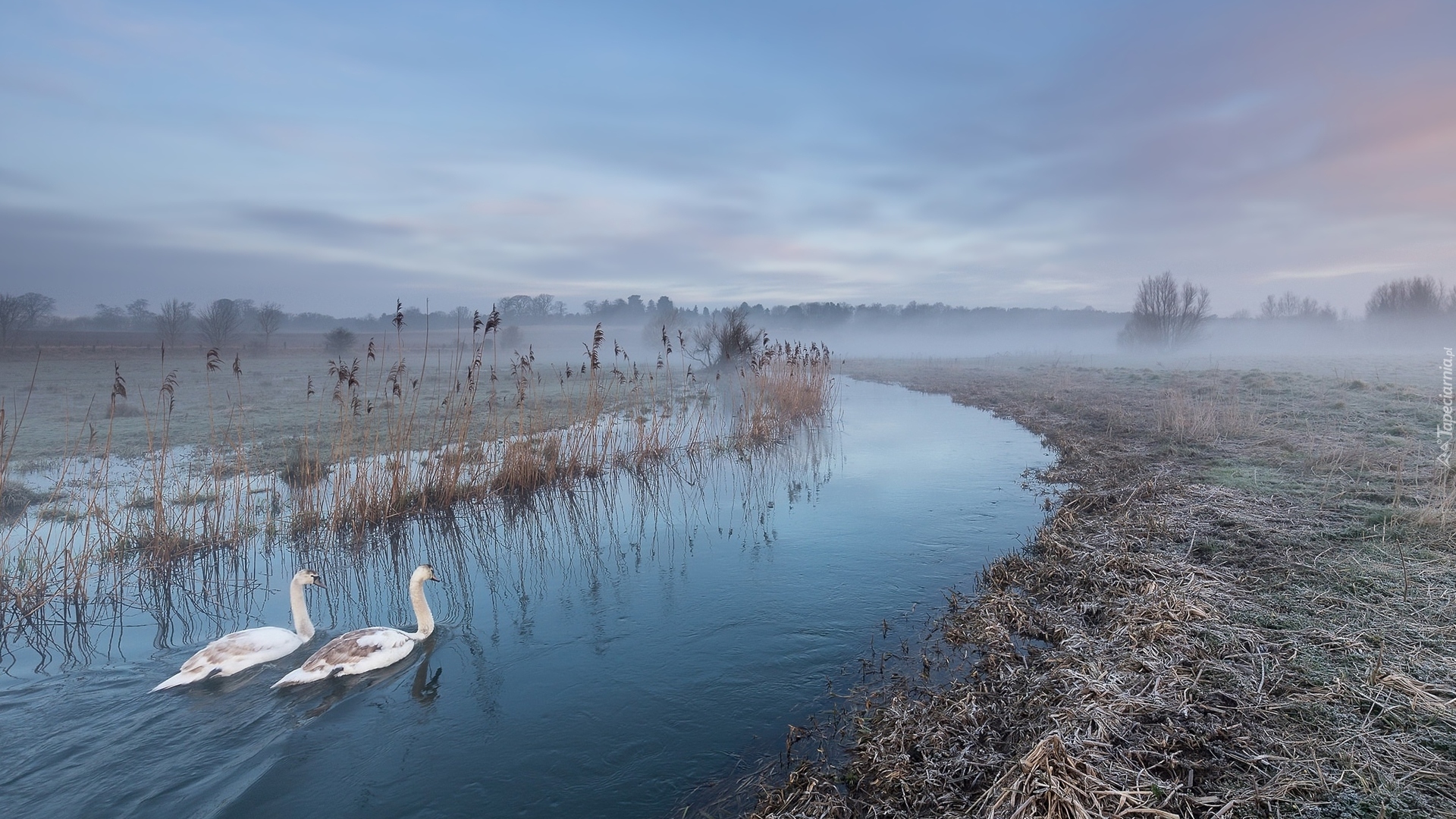 Rzeka, Trawy, Mgła, Łabędzie