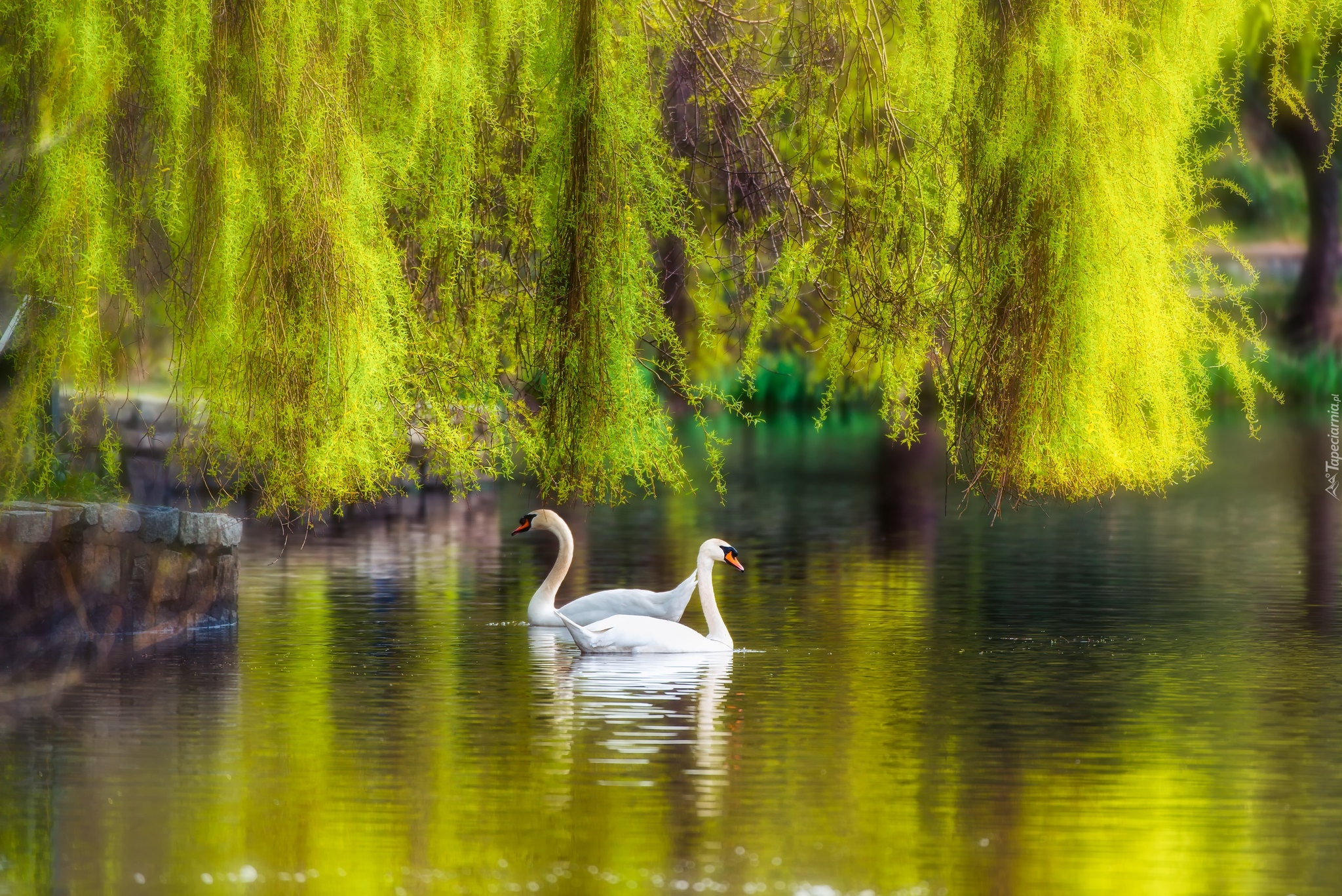 Park, Staw, Łabędzie, Drzewa, Wierzba