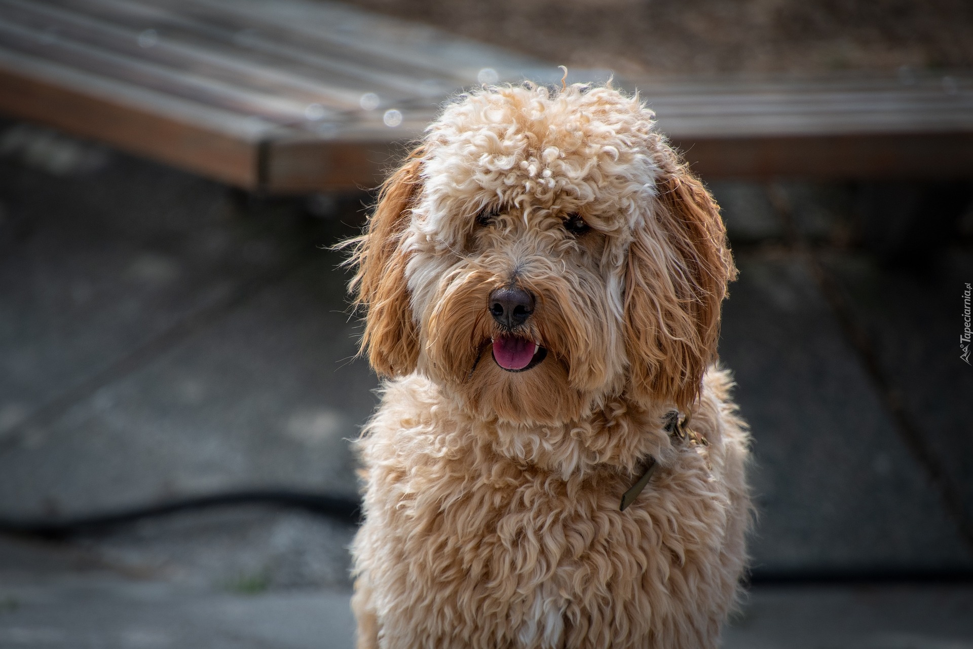 Pies, Labradoodle, Hybryda