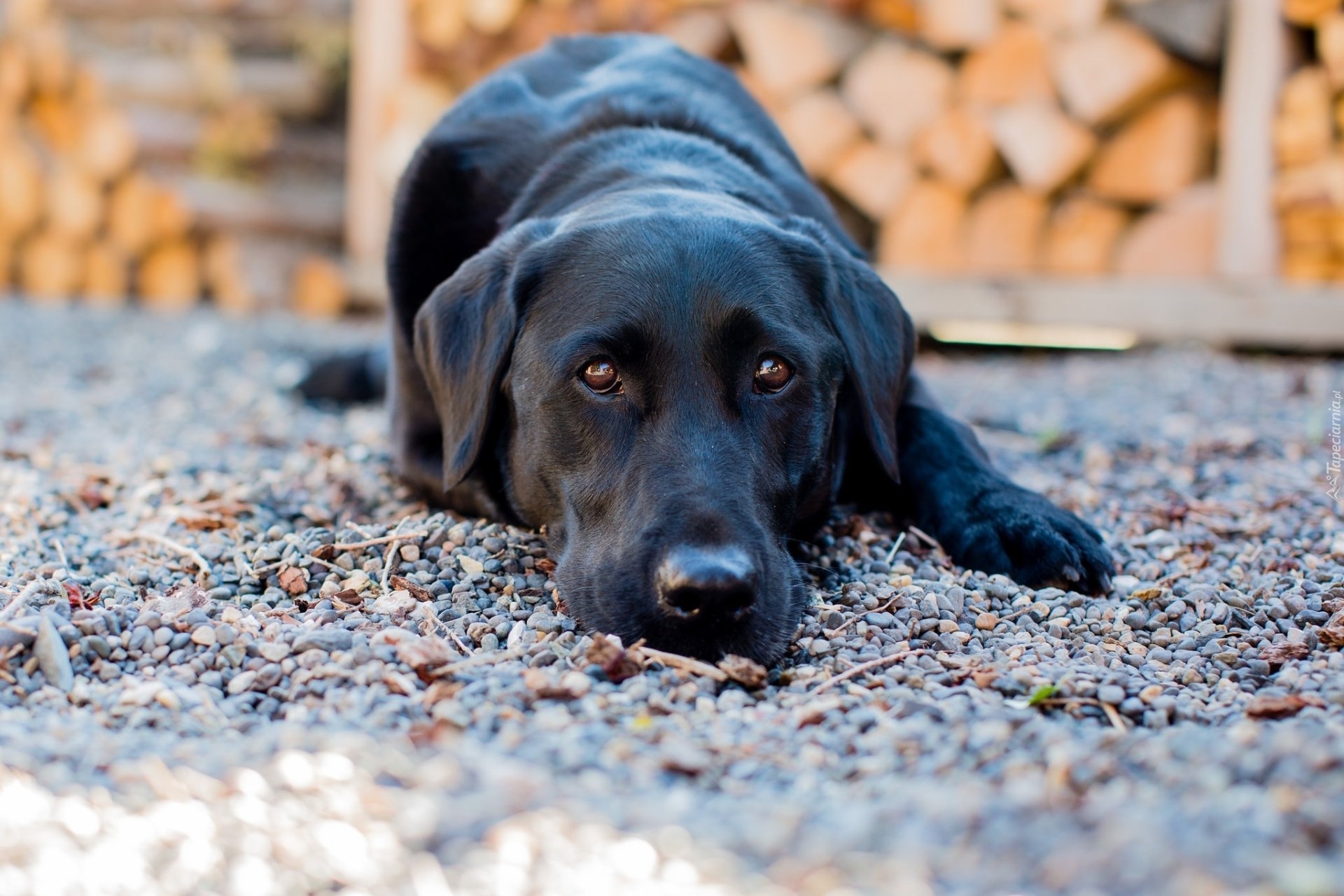 Pies, Czarny, Labrador retriever