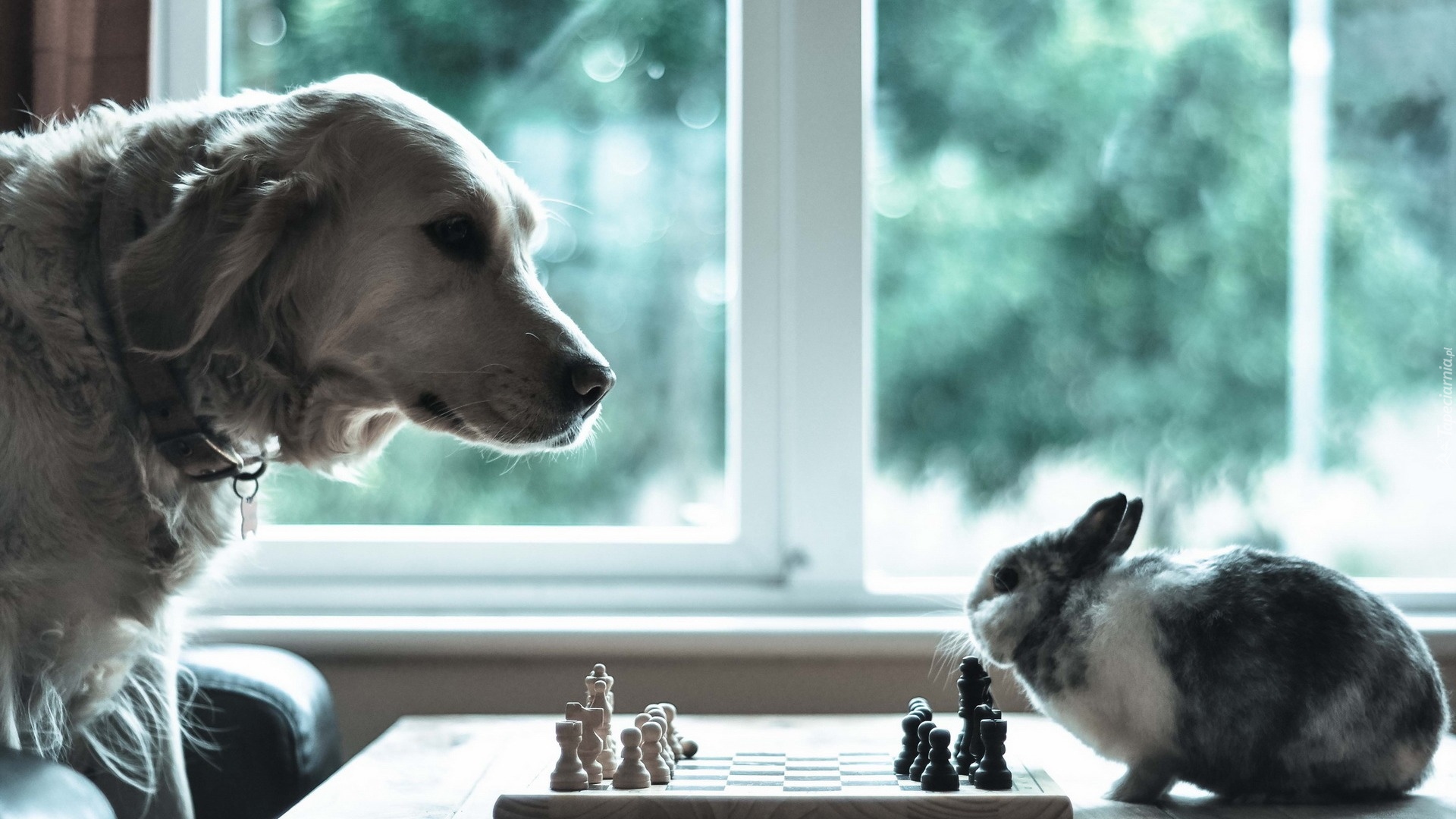 Pies, Labrador retriever, Królik, Szachy, Śmieszne