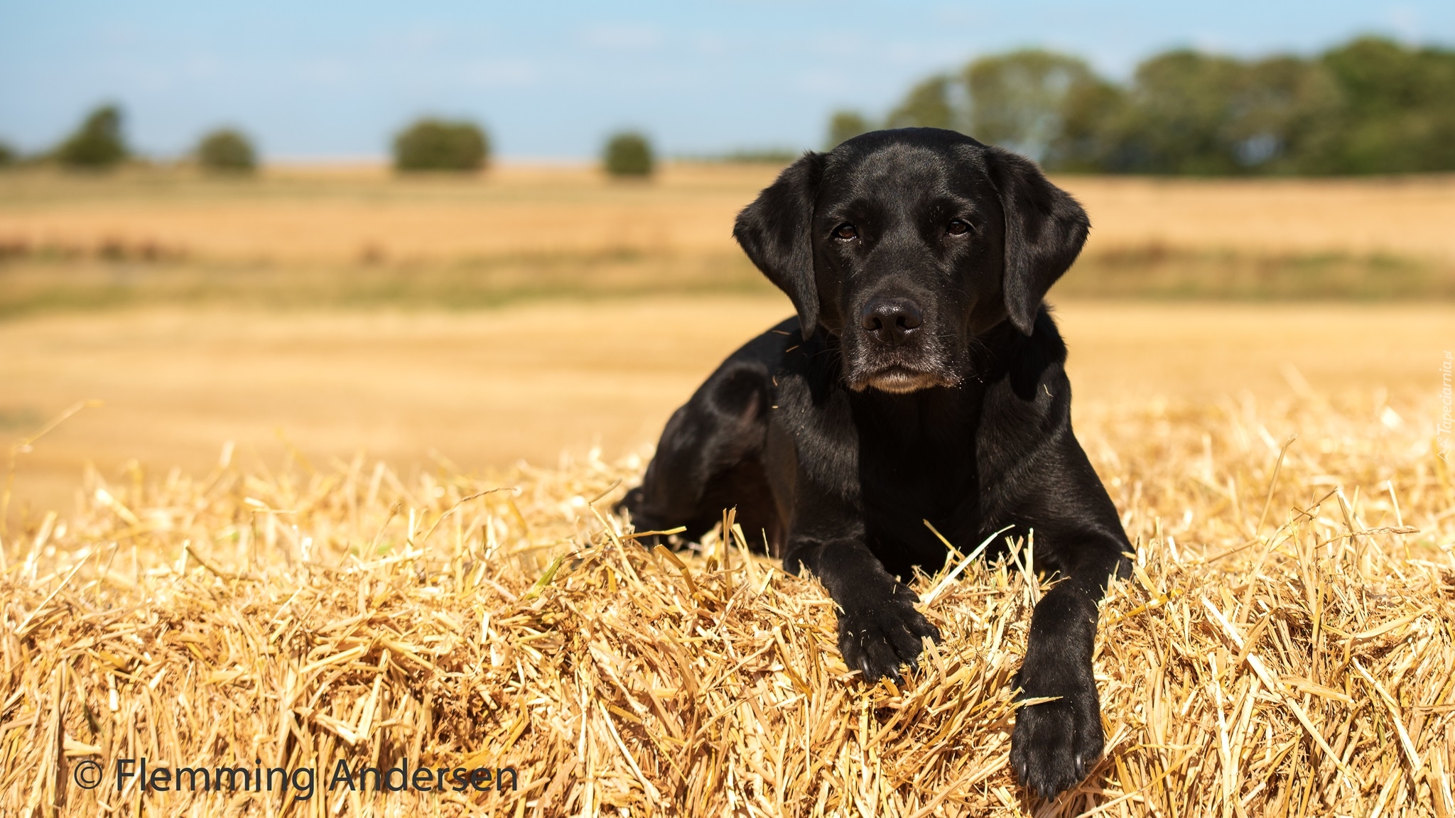 Szczeniak, Czarny, Labrador retriever, Słoma