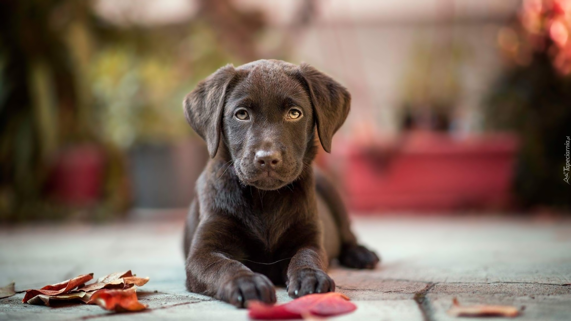 Czekoladowy, Labrador retriever, Liście, Chodnik, Rozmyte, Tło