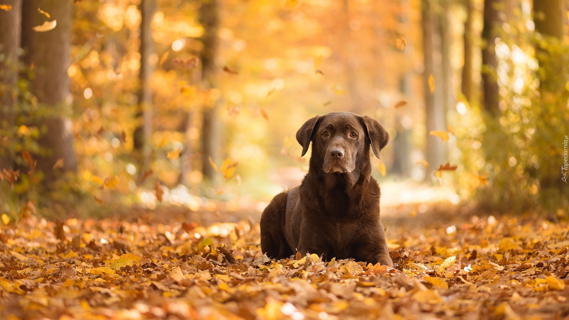 Labrador retriever, Las, Liście