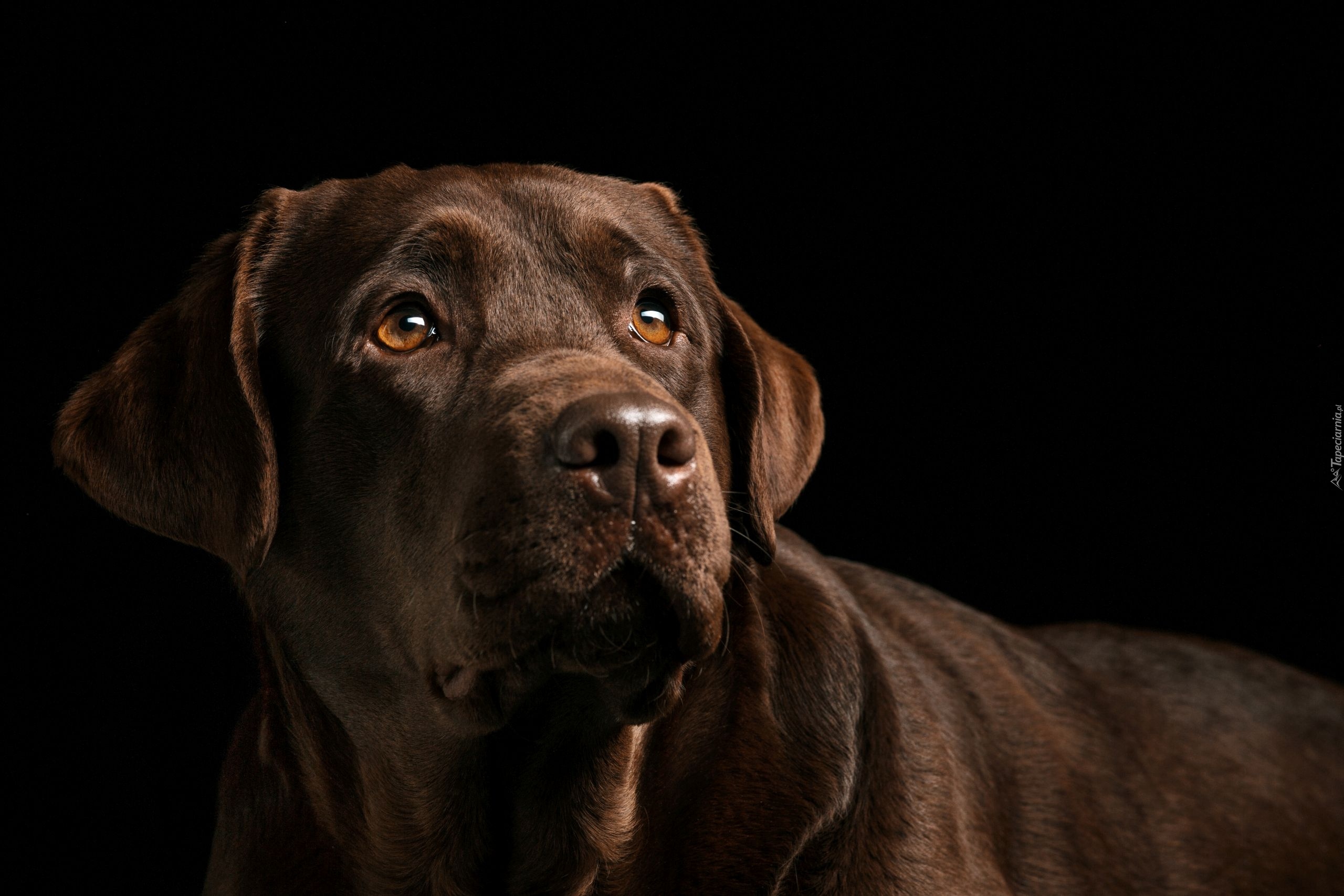 Pies, Brązowy, Labrador retriever