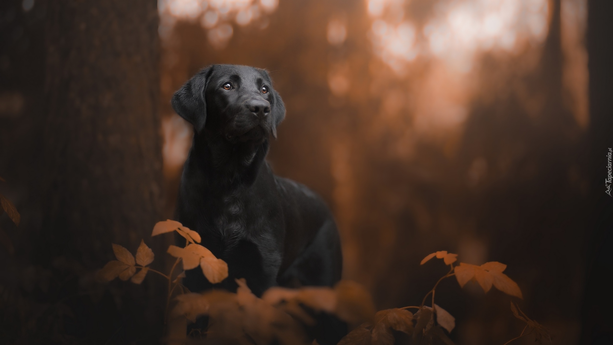 Pies, Czarny, Labrador retriever, Drzewo, Liście