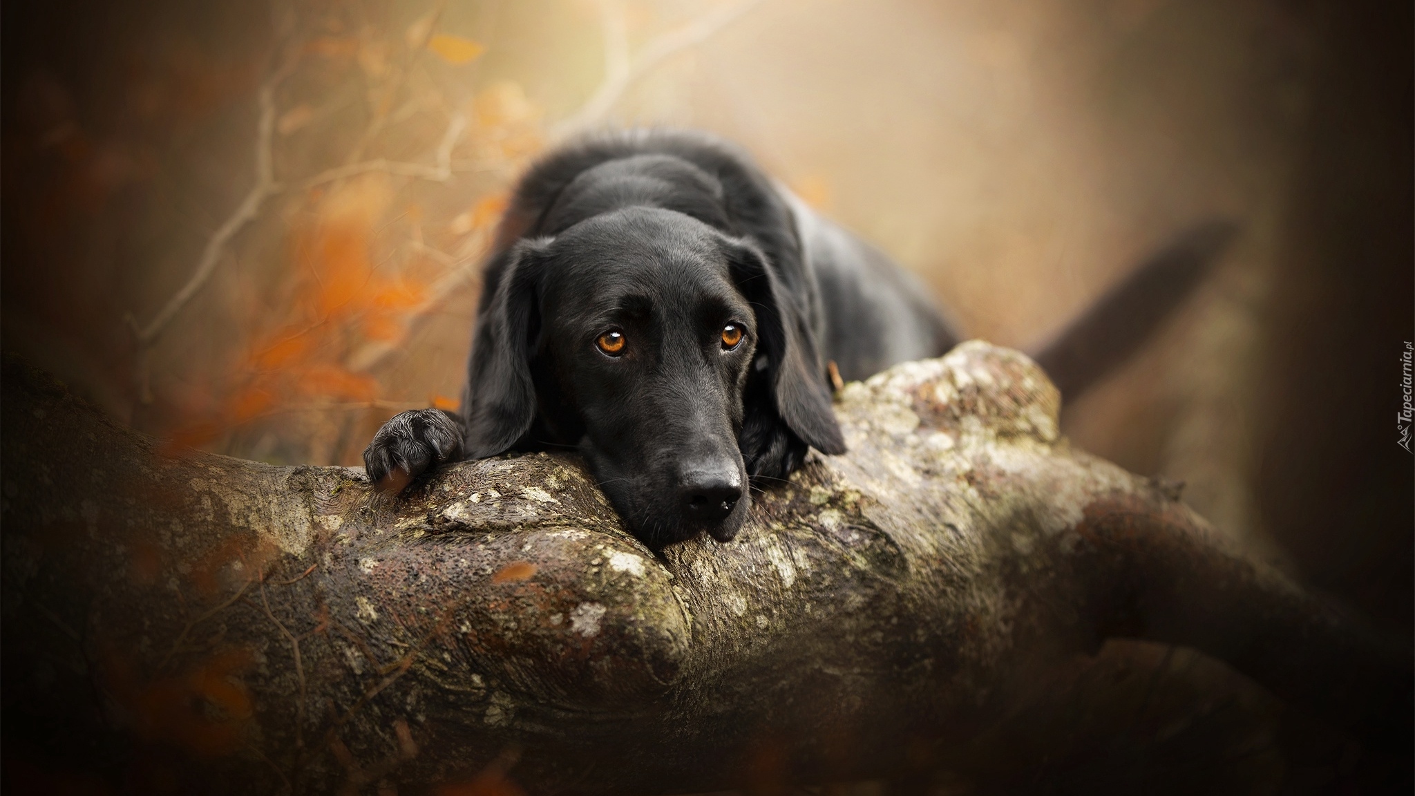 Pies, Labrador retriever, Mordka, Drzewo