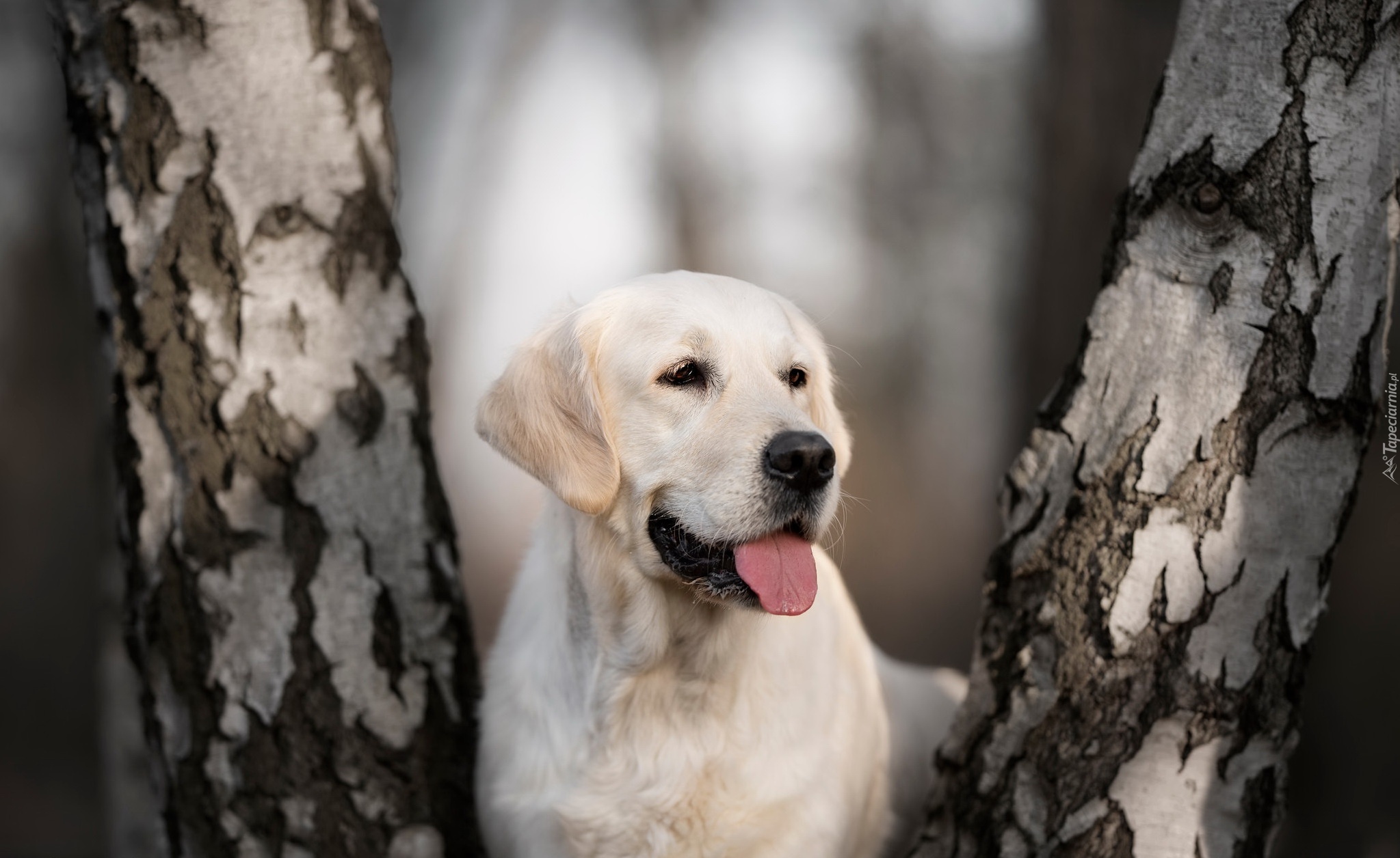 Pies, Labrador retriever, Pnie, Drzew, Brzozy, Rozmyte tło