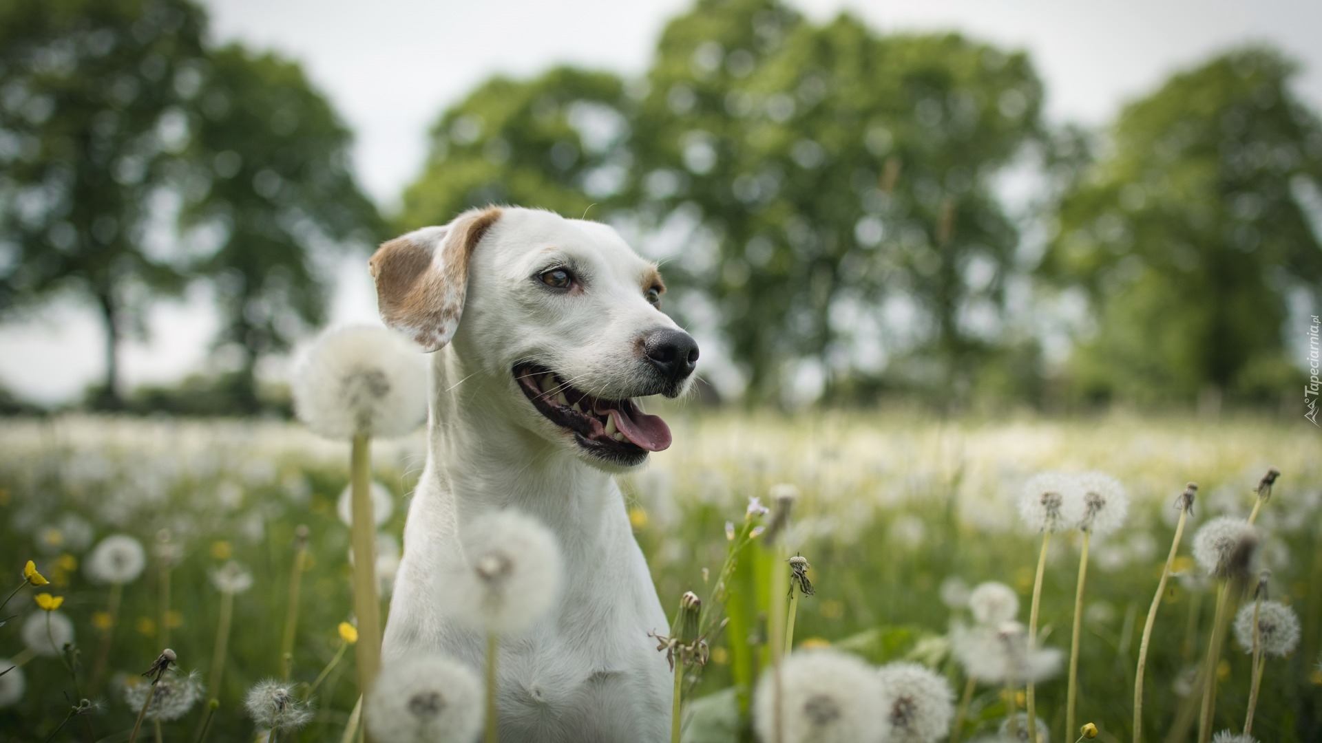 Pies, Labrador retriever, Lato, Dmuchawce