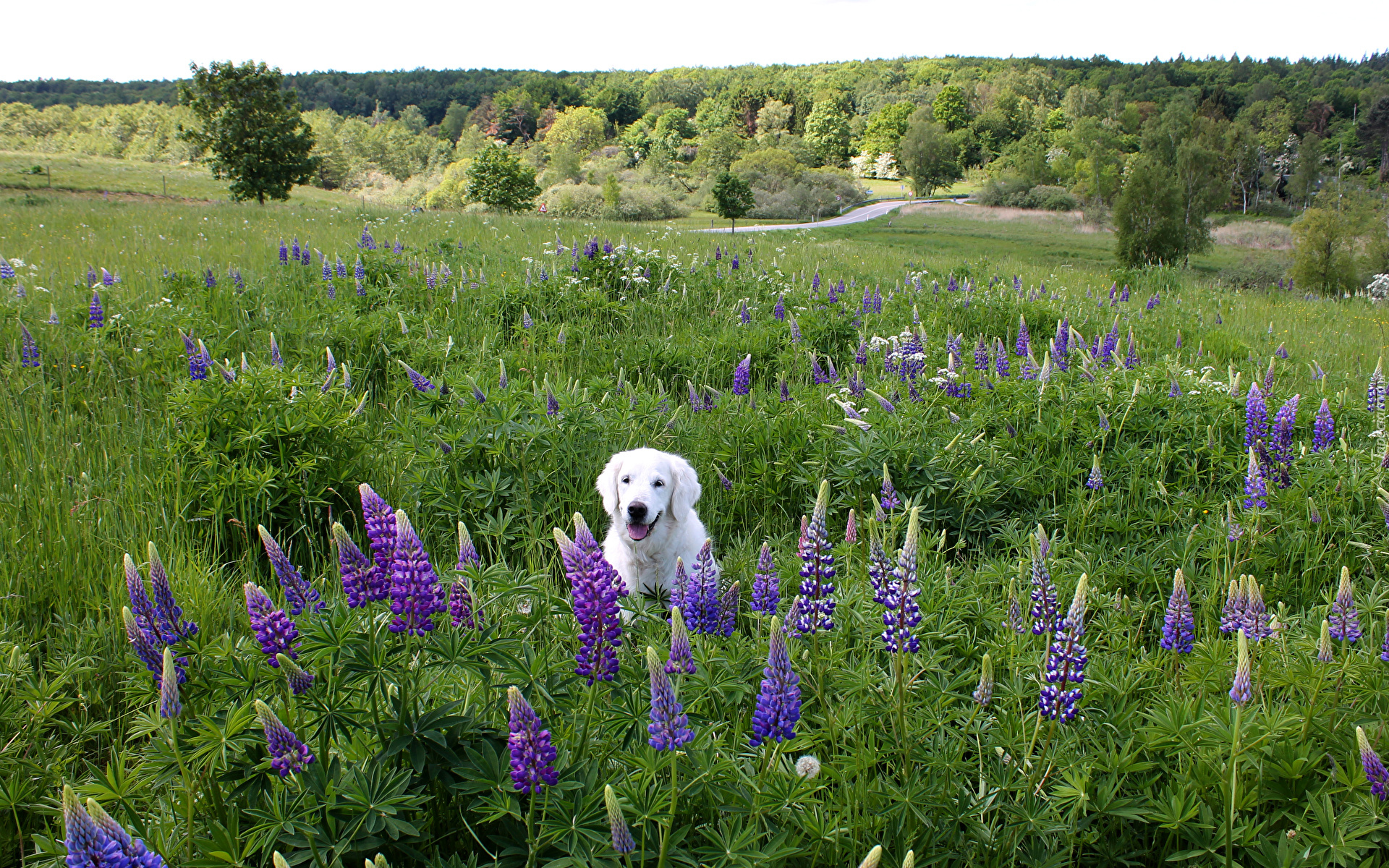 Pies, Biały, Labrador retriever, Łąka, Łubin, Drzewa