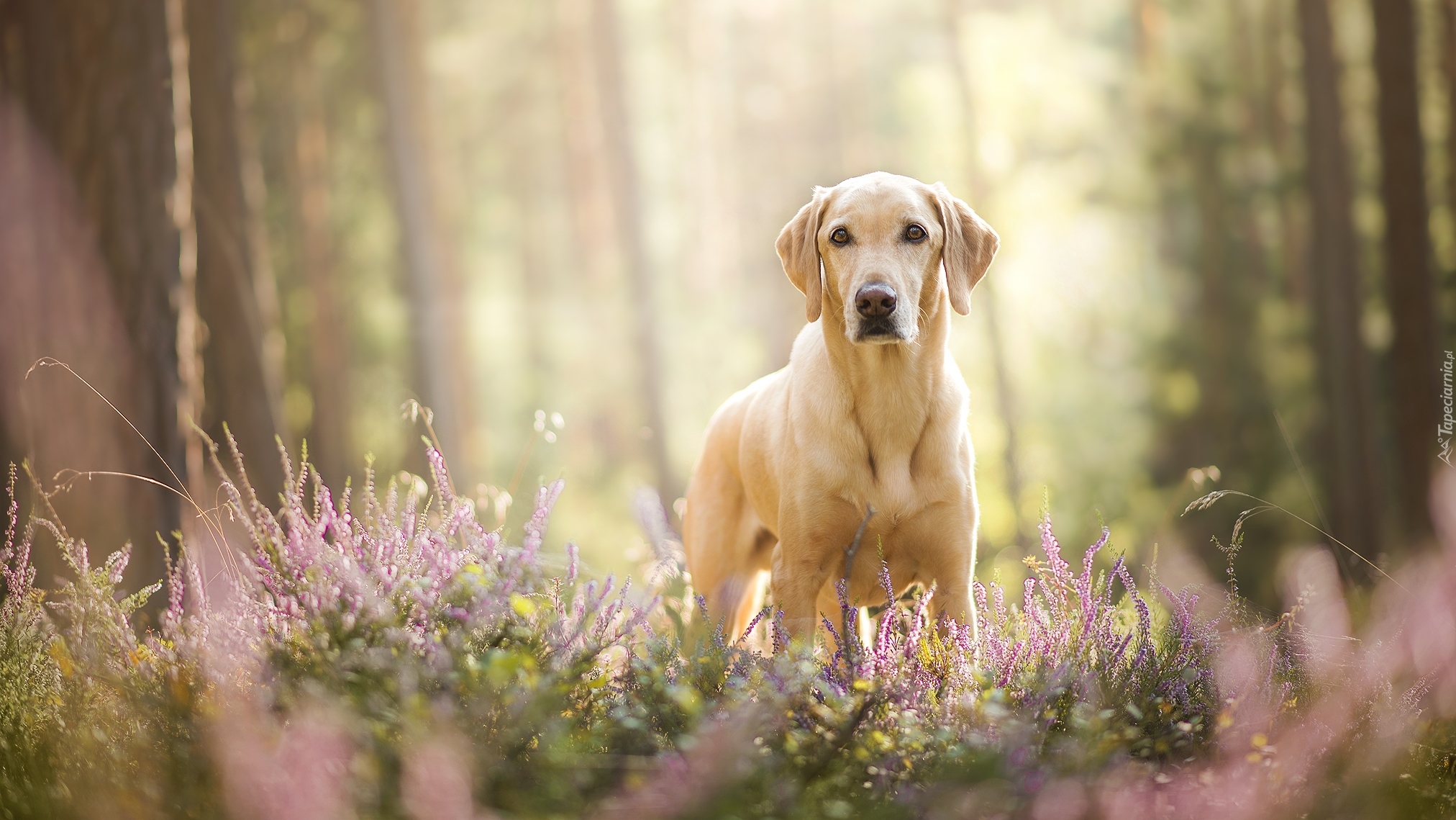 Pies, Labrador retriever, Wrzosy