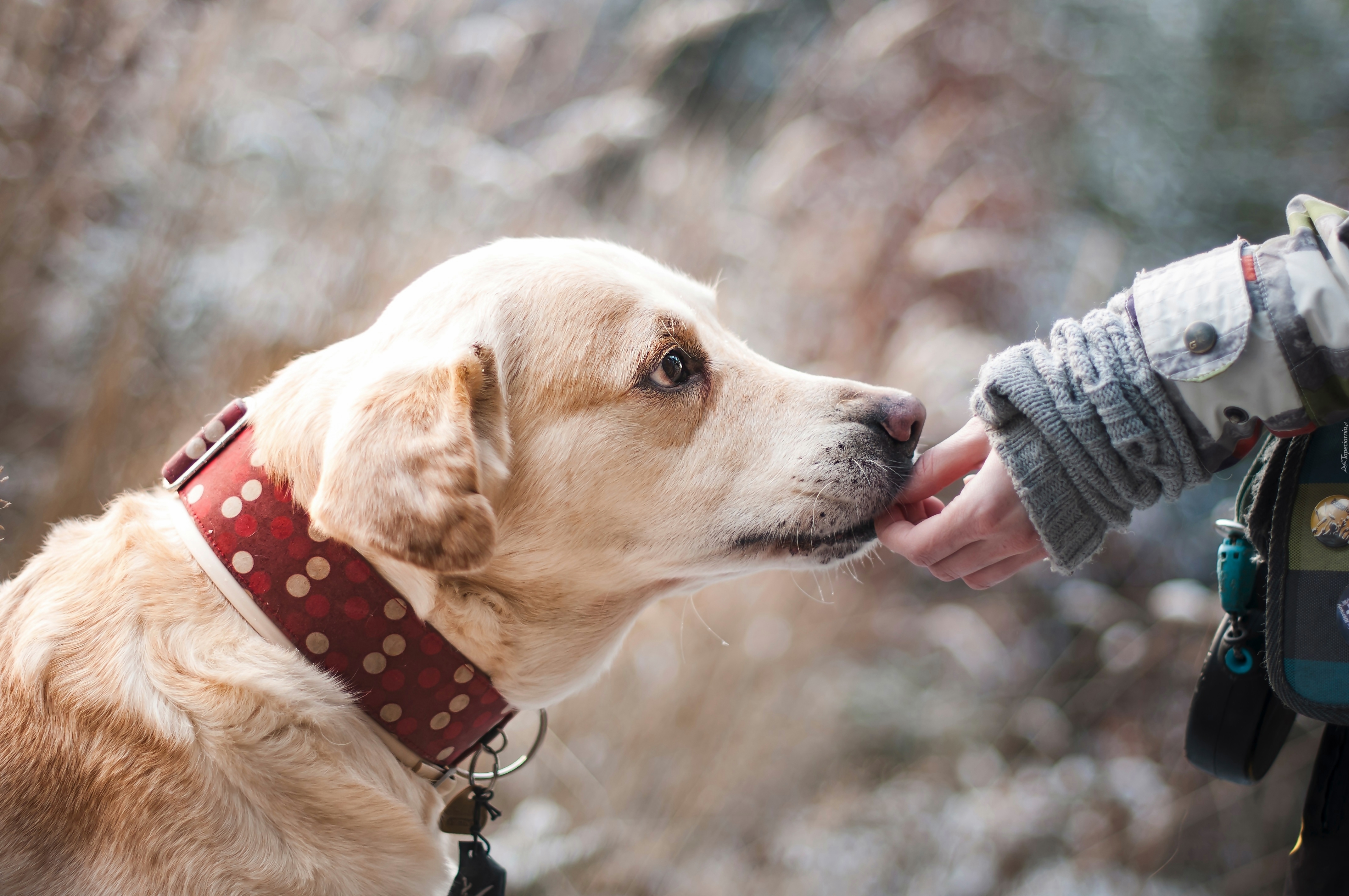 Labrador retriever, Ręka, Przyjaciel