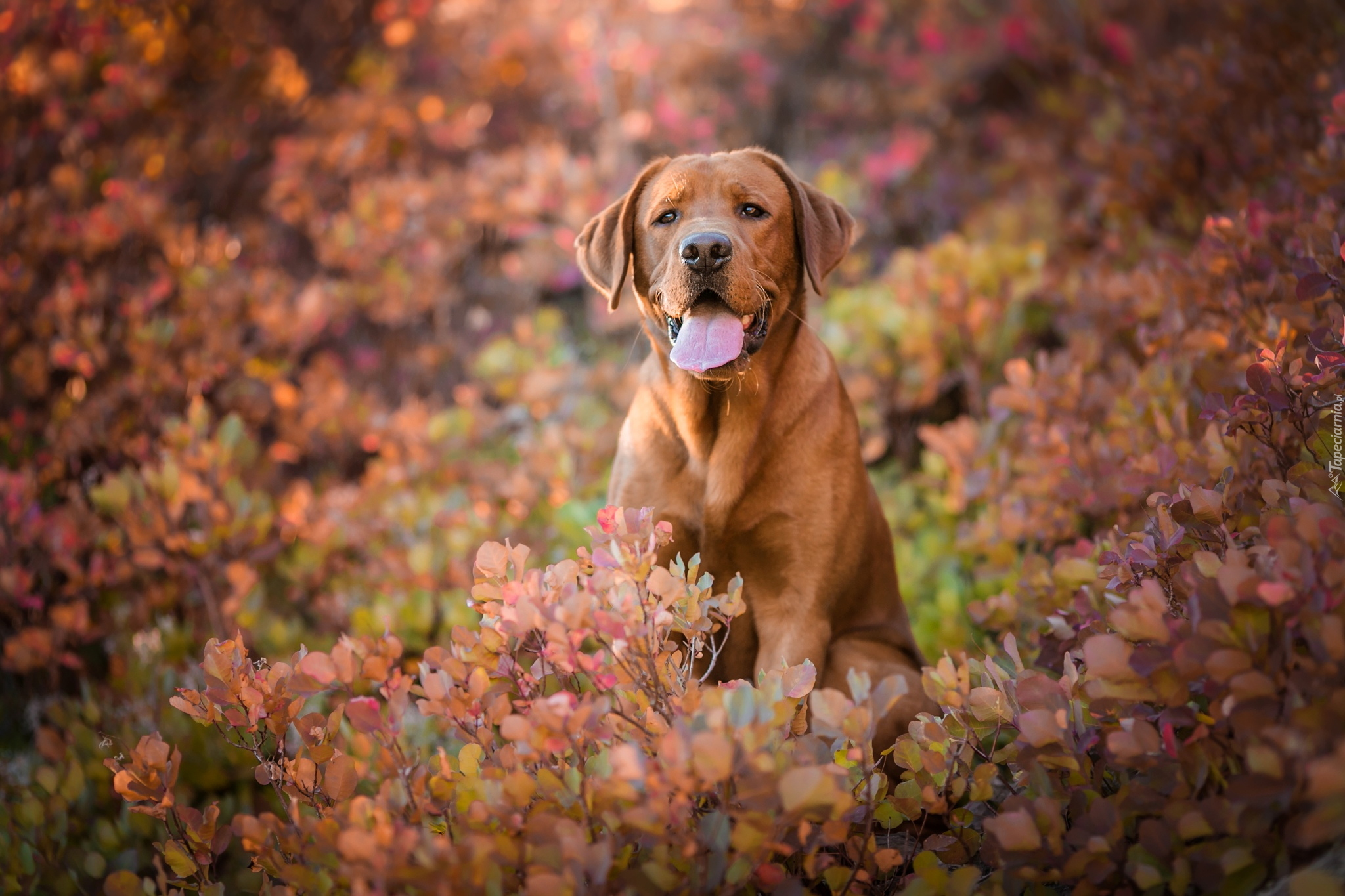 Pies, Labrador retriever, Krzewy, Jesienne, Liście