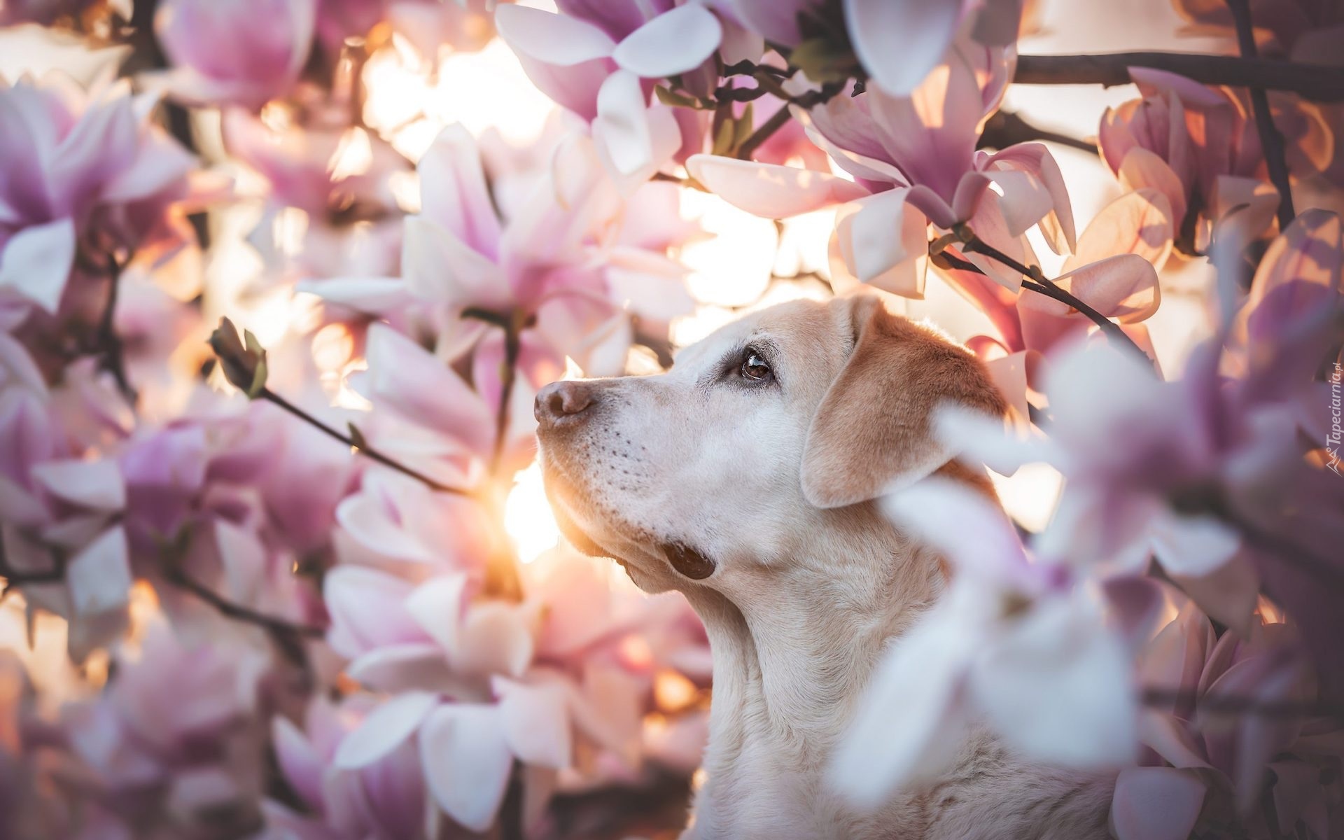 Pies, Labrador retriever, Kwiaty, Magnolie