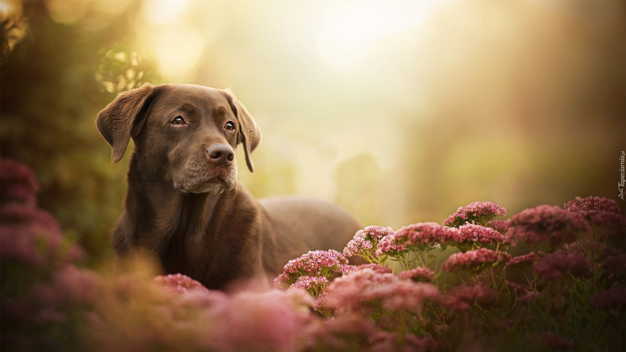 Pies, Labrador retriever, Mordka, Kwiaty